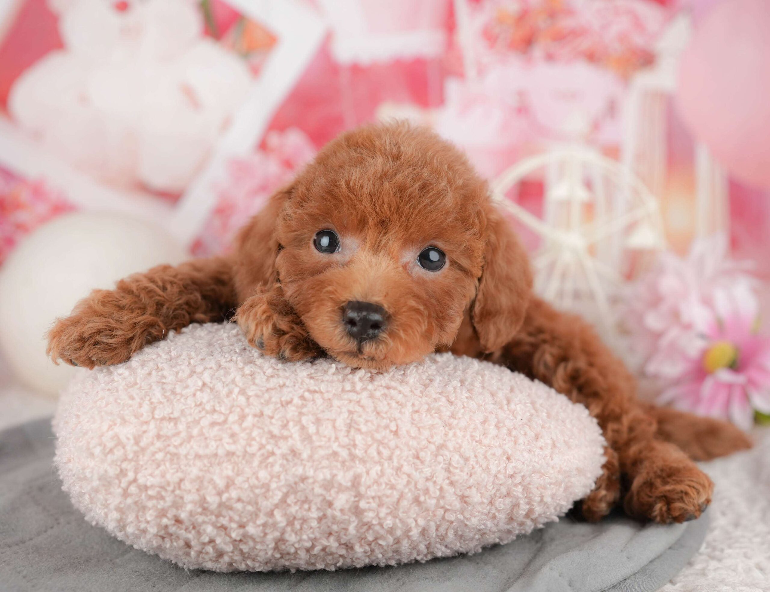 トイ・プードル | 女の子 | レッド | 2025年12月9日（ID:dog-200014615）