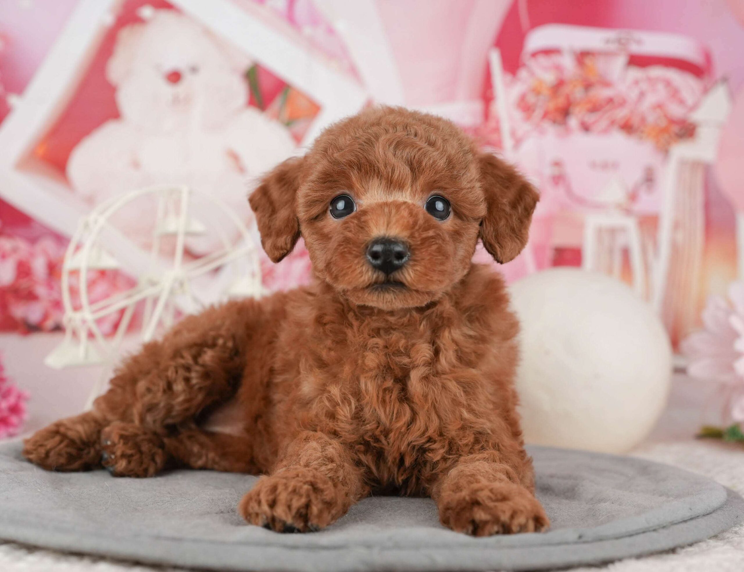 トイ・プードル | 女の子 | レッド | 2025年12月11日