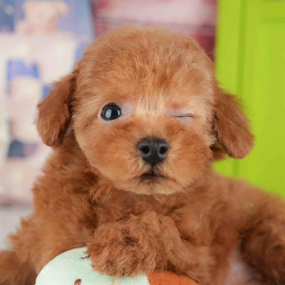 トイ・プードル | 男の子 | レッド | 2025年12月16日（ID:dog-200014730）