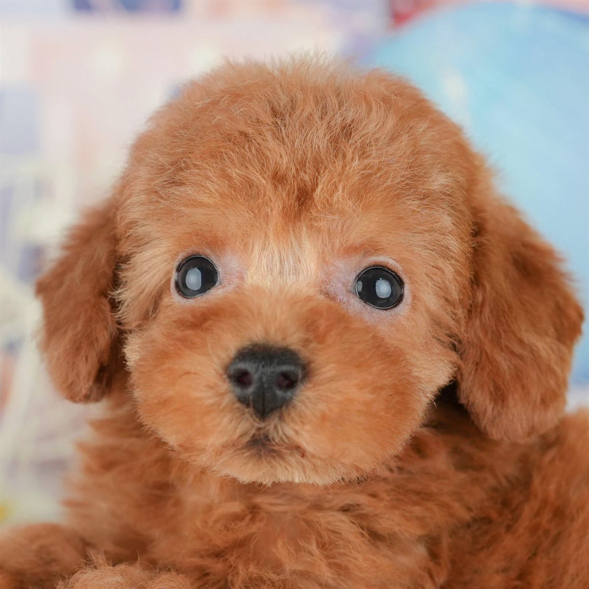 トイ・プードル | 男の子 | レッド | 2025年12月16日（ID:dog-200014730）