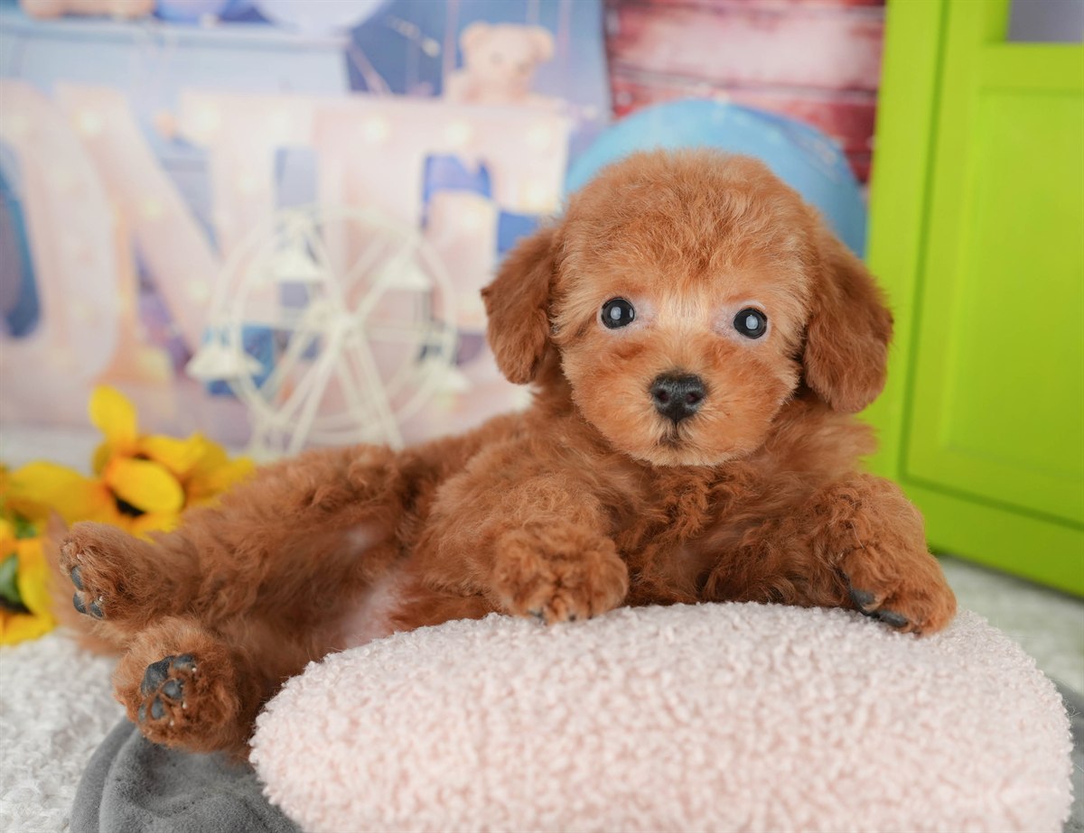 トイ・プードル | 男の子 | レッド | 2025年12月16日（ID:dog-200014730）