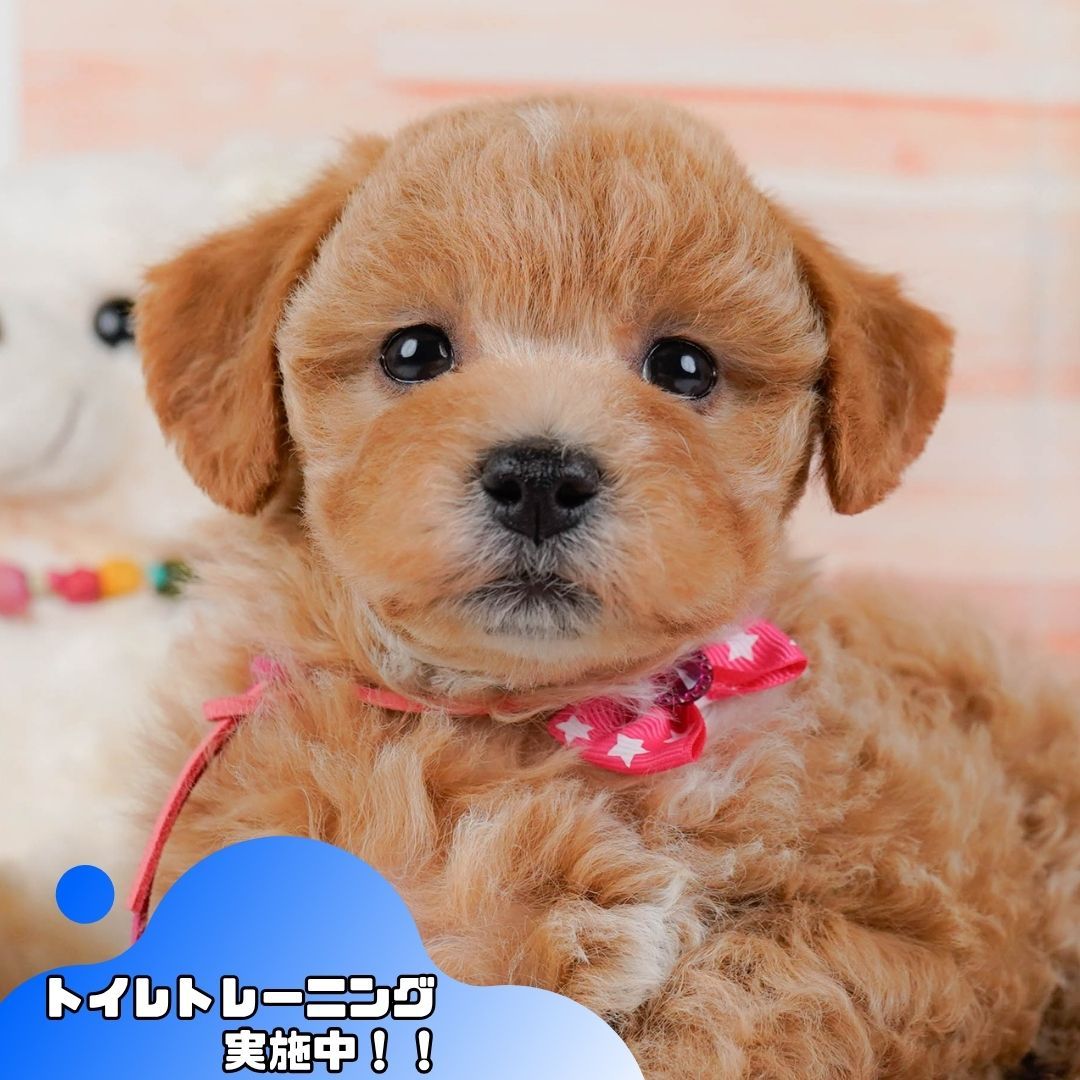 ビションプー | 女の子 | アプリコット | 2025年12月16日