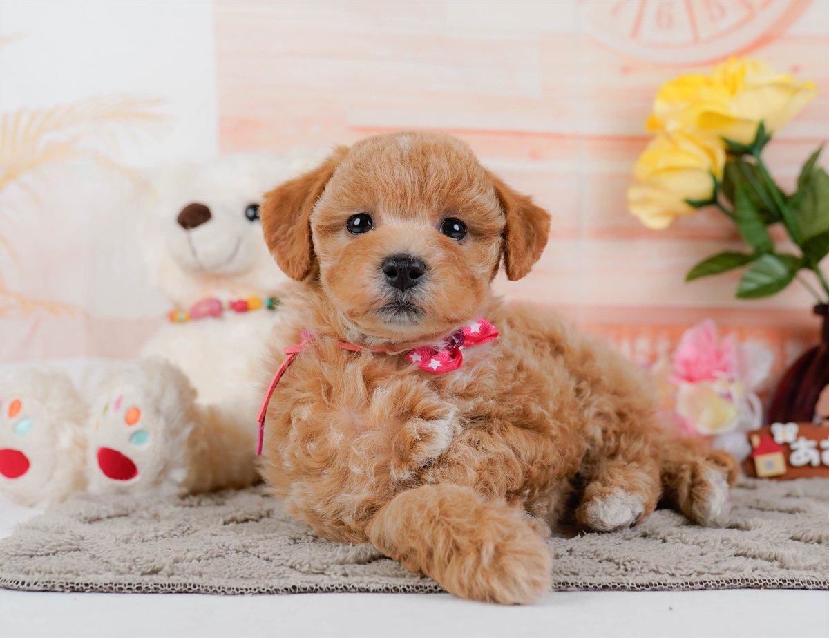 ビションプー | 女の子 | アプリコット | 2025年12月16日