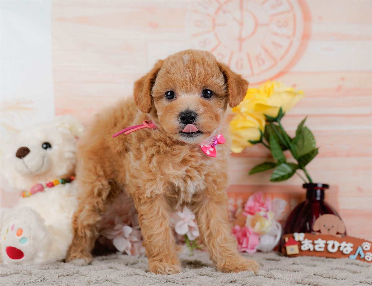 ビションプー | 女の子 | アプリコット | 2025年12月16日