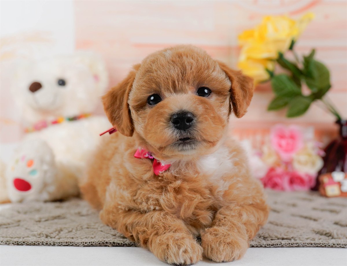 ビションプー | 女の子 | アプリコット | 2025年12月16日