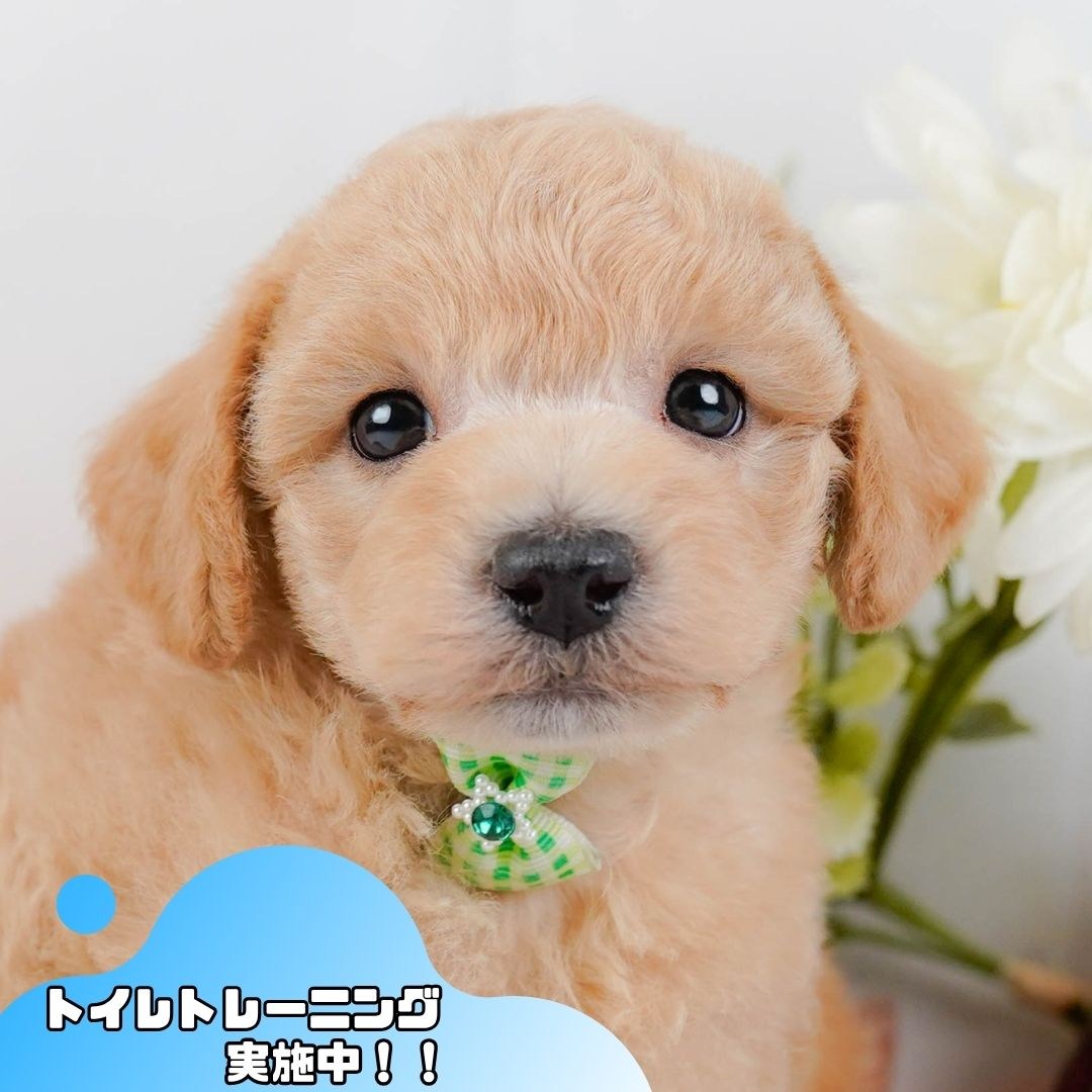 ビションプー | 男の子 | アプリコット | 2025年12月16日