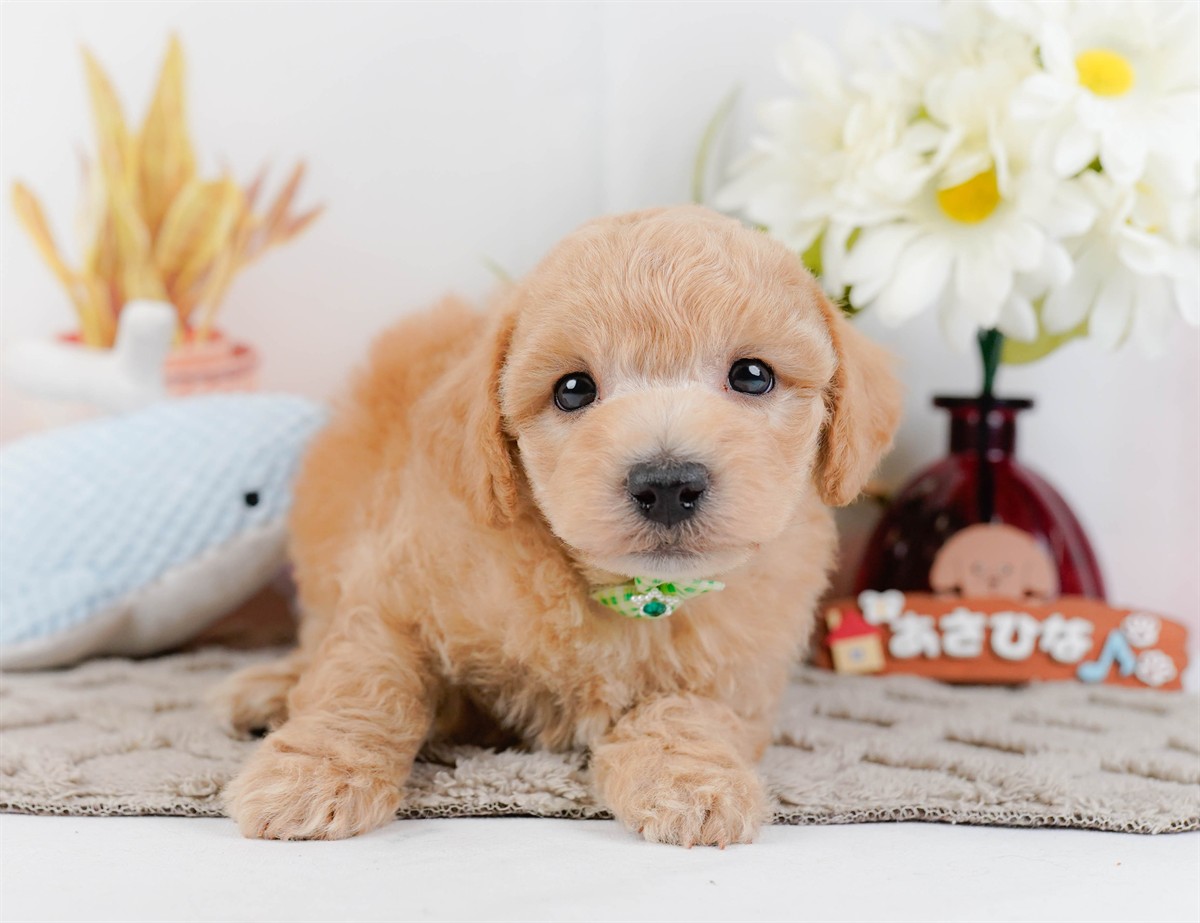 ビションプー | 男の子 | アプリコット | 2025年12月16日