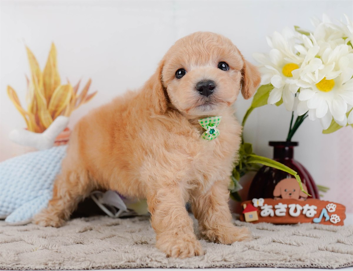 ビションプー | 男の子 | アプリコット | 2025年12月16日