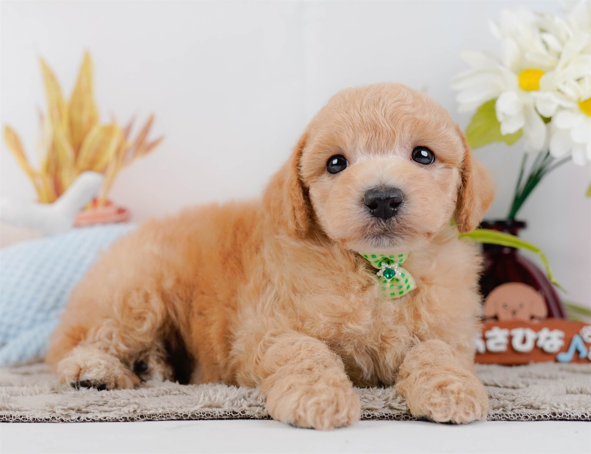 ビションプー | 男の子 | アプリコット | 2025年12月16日