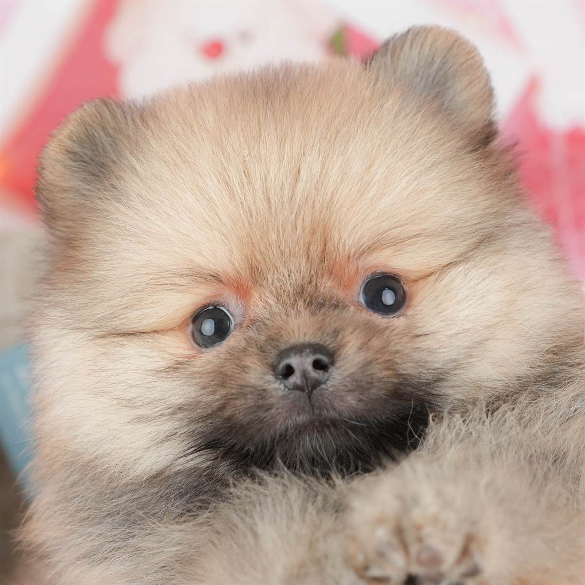 ポメラニアン | 男の子 | オレンジ | 2025年12月18日（ID:dog-200014755）