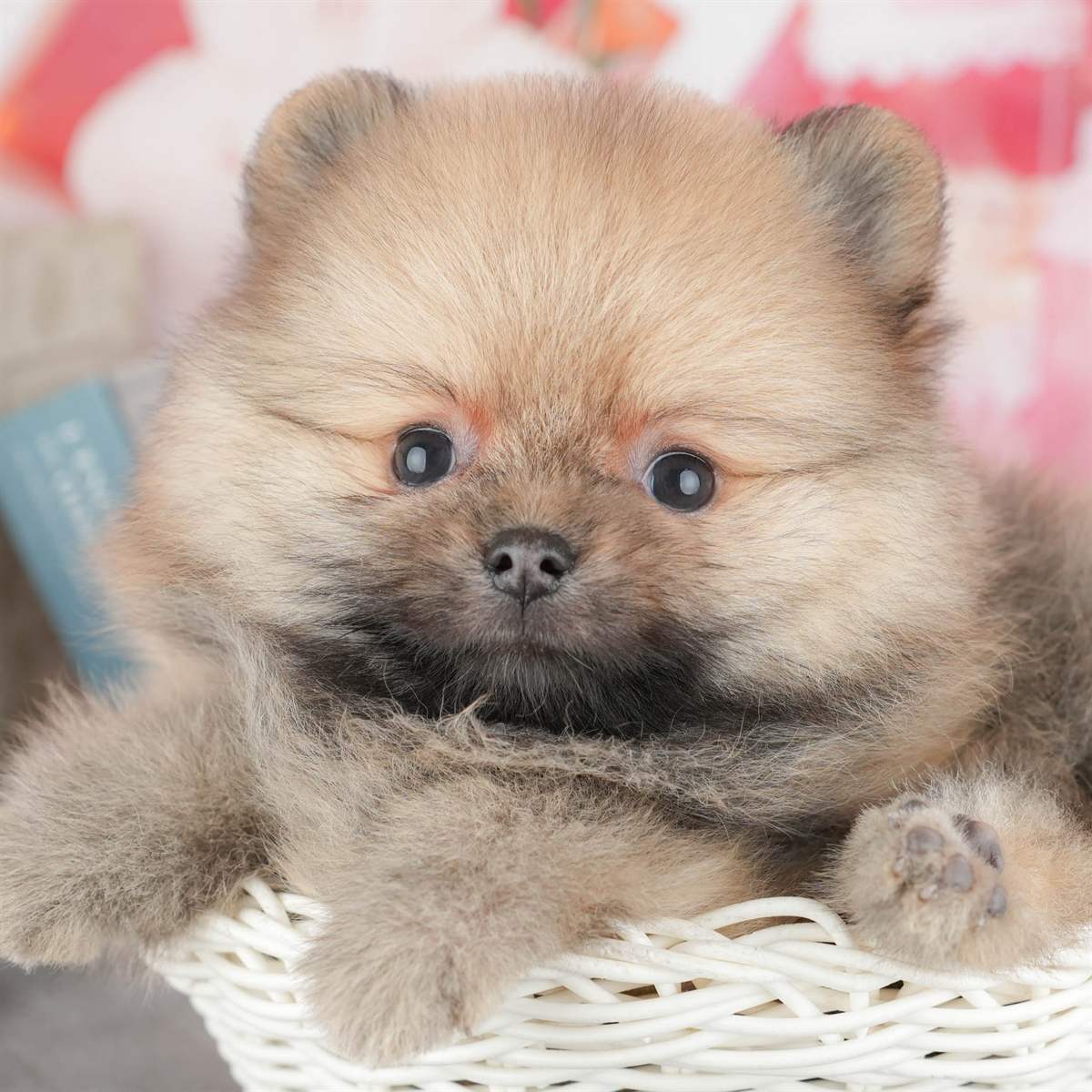 ポメラニアン | 男の子 | オレンジ | 2025年12月18日（ID:dog-200014755）