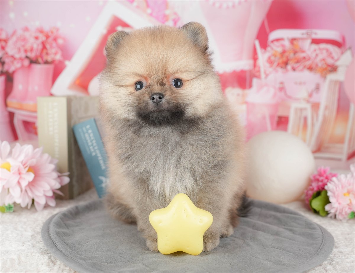 ポメラニアン | 男の子 | オレンジ | 2025年12月18日（ID:dog-200014755）