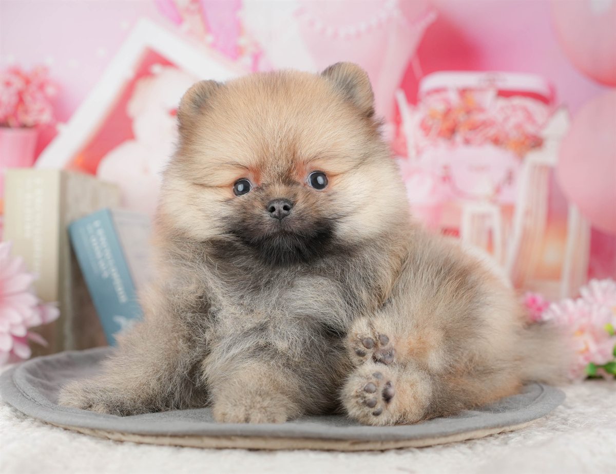 ポメラニアン | 男の子 | オレンジ | 2025年12月18日（ID:dog-200014755）