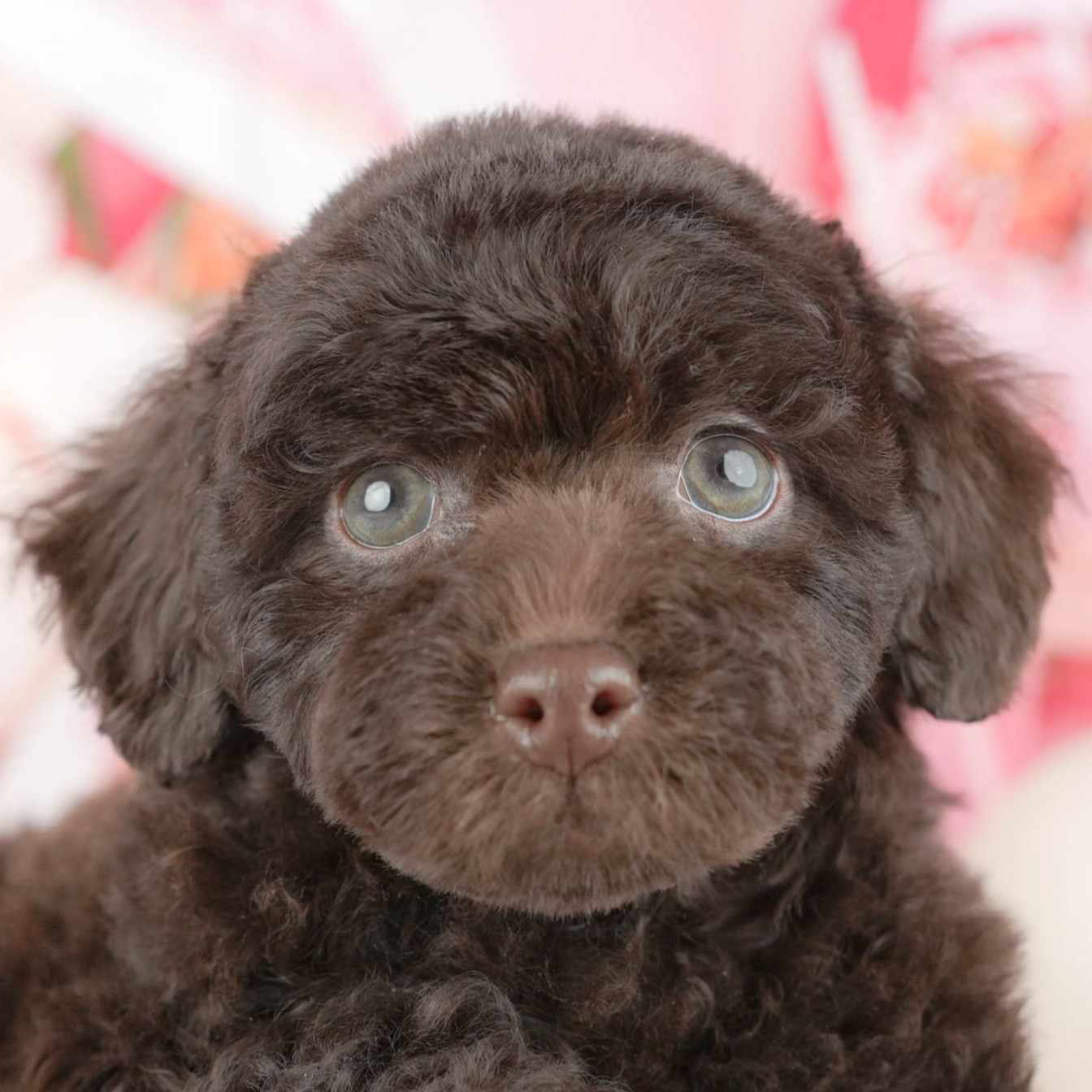 トイ・プードル | 女の子 | ブラウン | 2025年12月19日