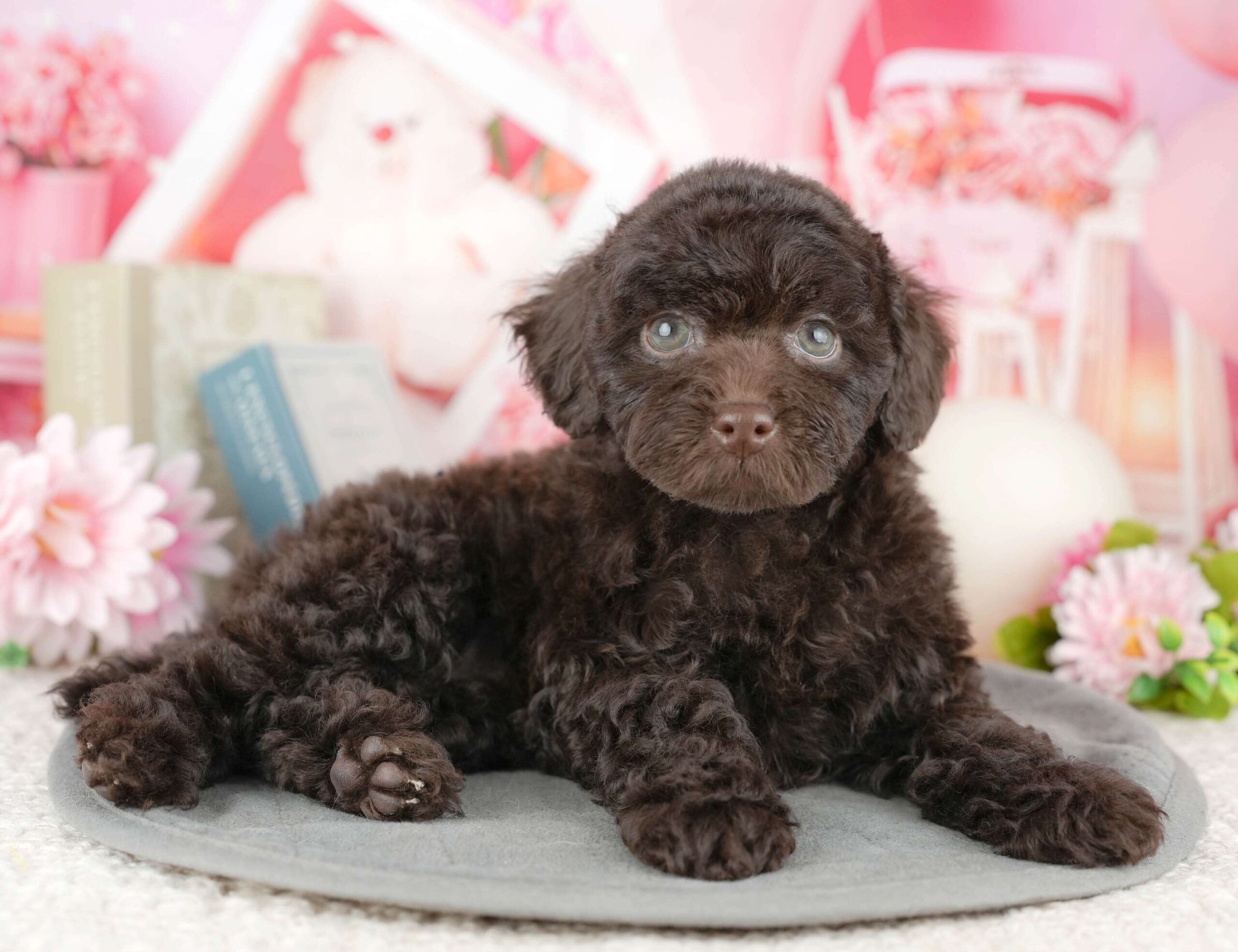 トイ・プードル | 女の子 | ブラウン | 2025年12月19日（ID:dog-200014768）