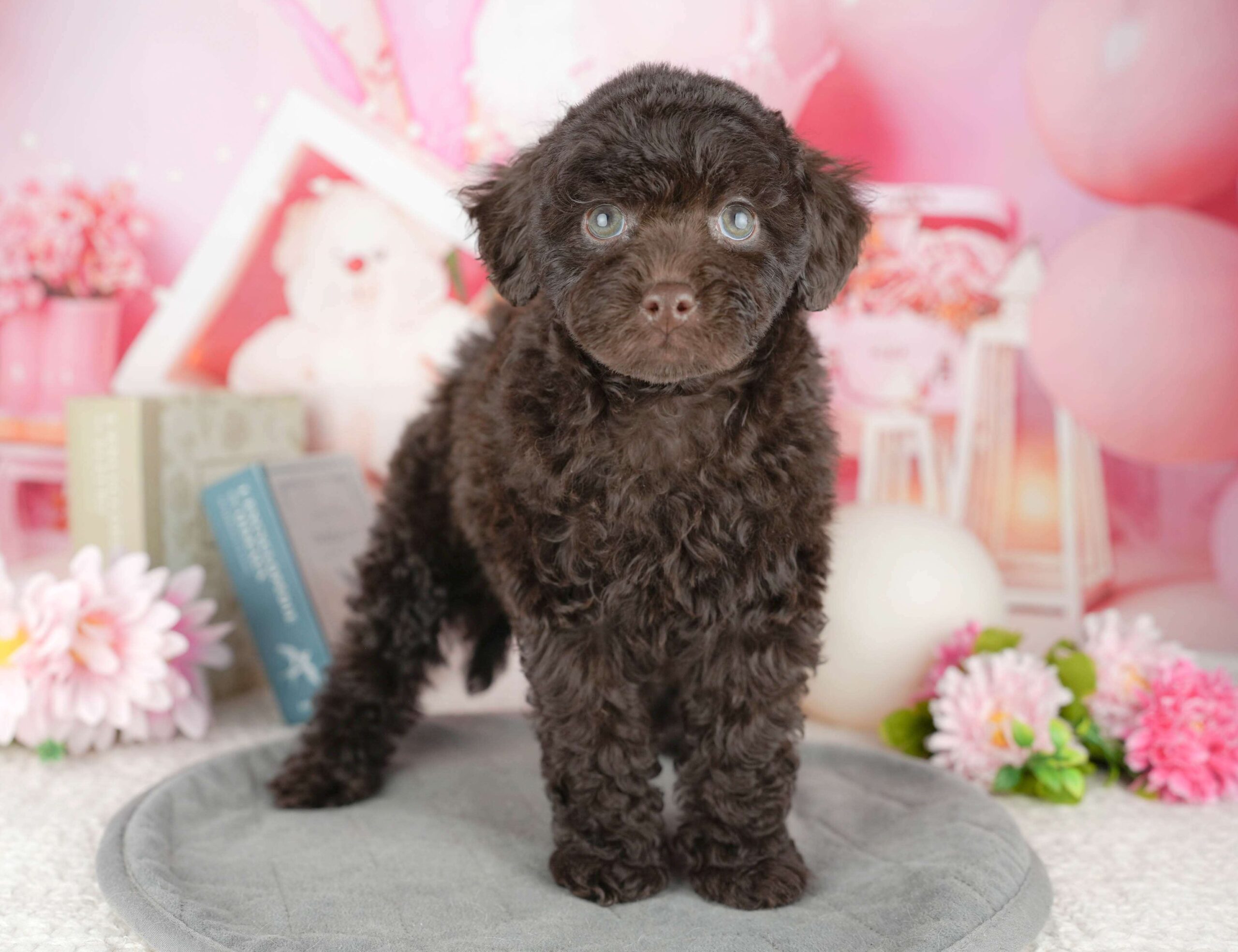 トイ・プードル | 女の子 | ブラウン | 2025年12月19日（ID:dog-200014768）