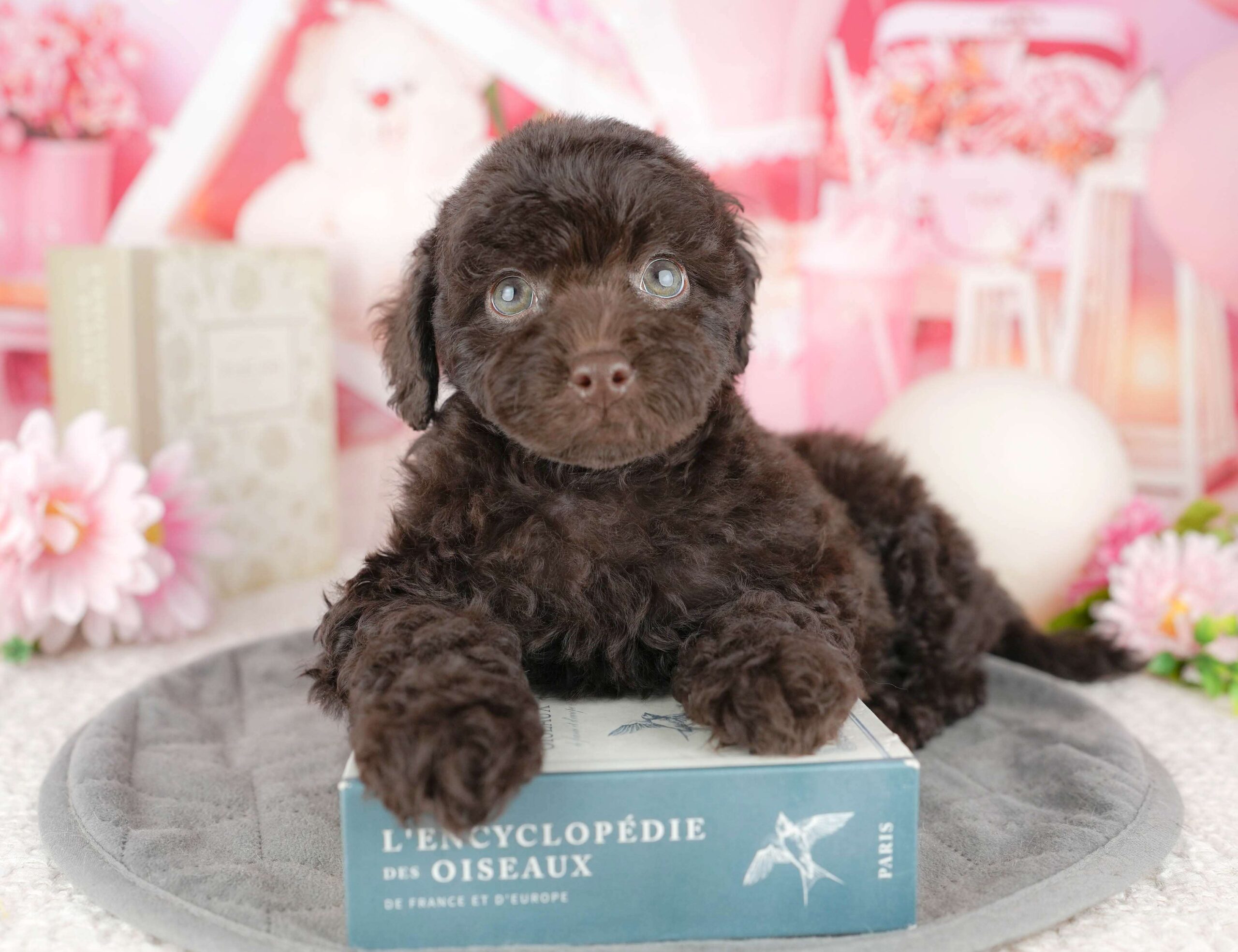 トイ・プードル | 女の子 | ブラウン | 2025年12月19日（ID:dog-200014768）