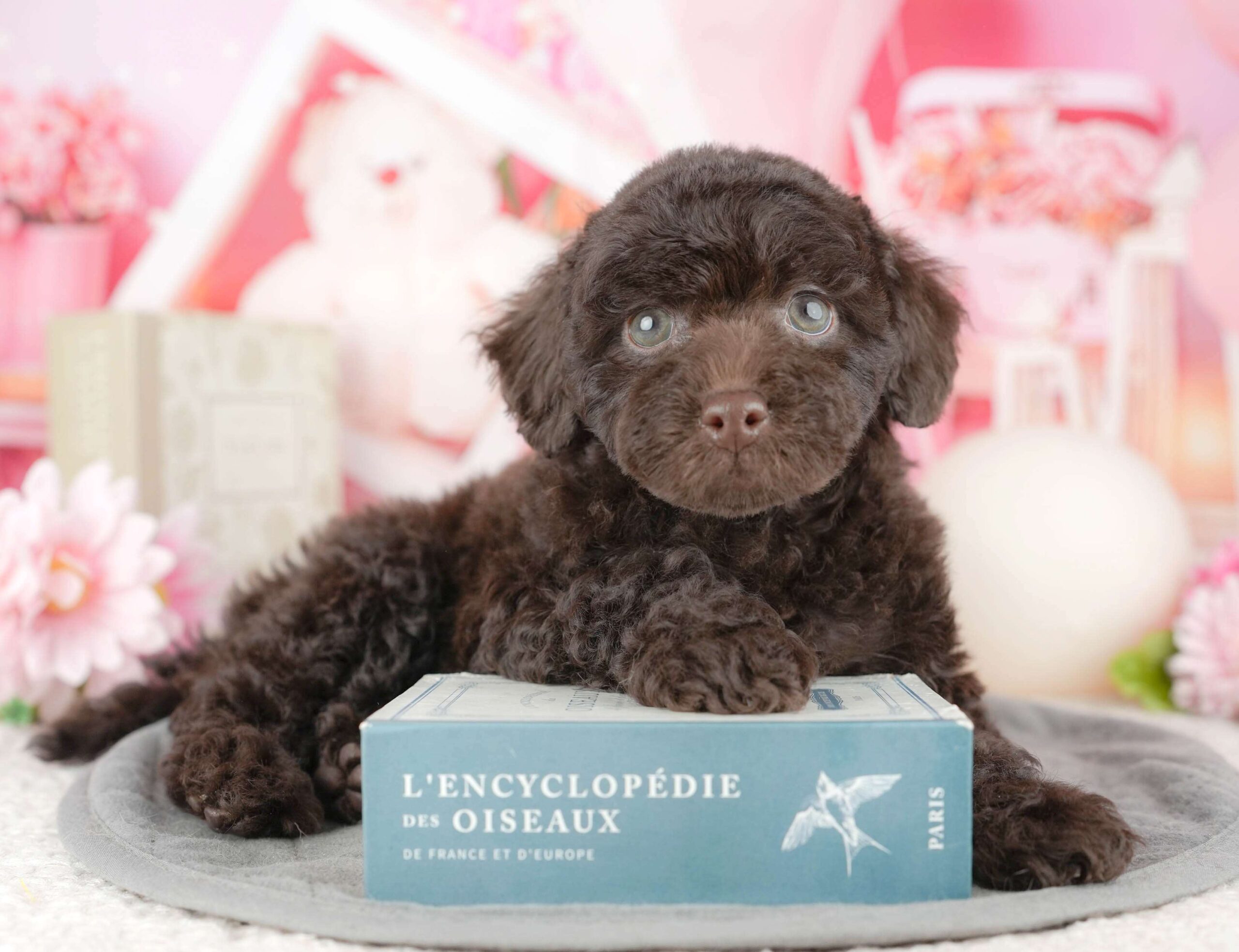 トイ・プードル | 女の子 | ブラウン | 2025年12月19日（ID:dog-200014768）