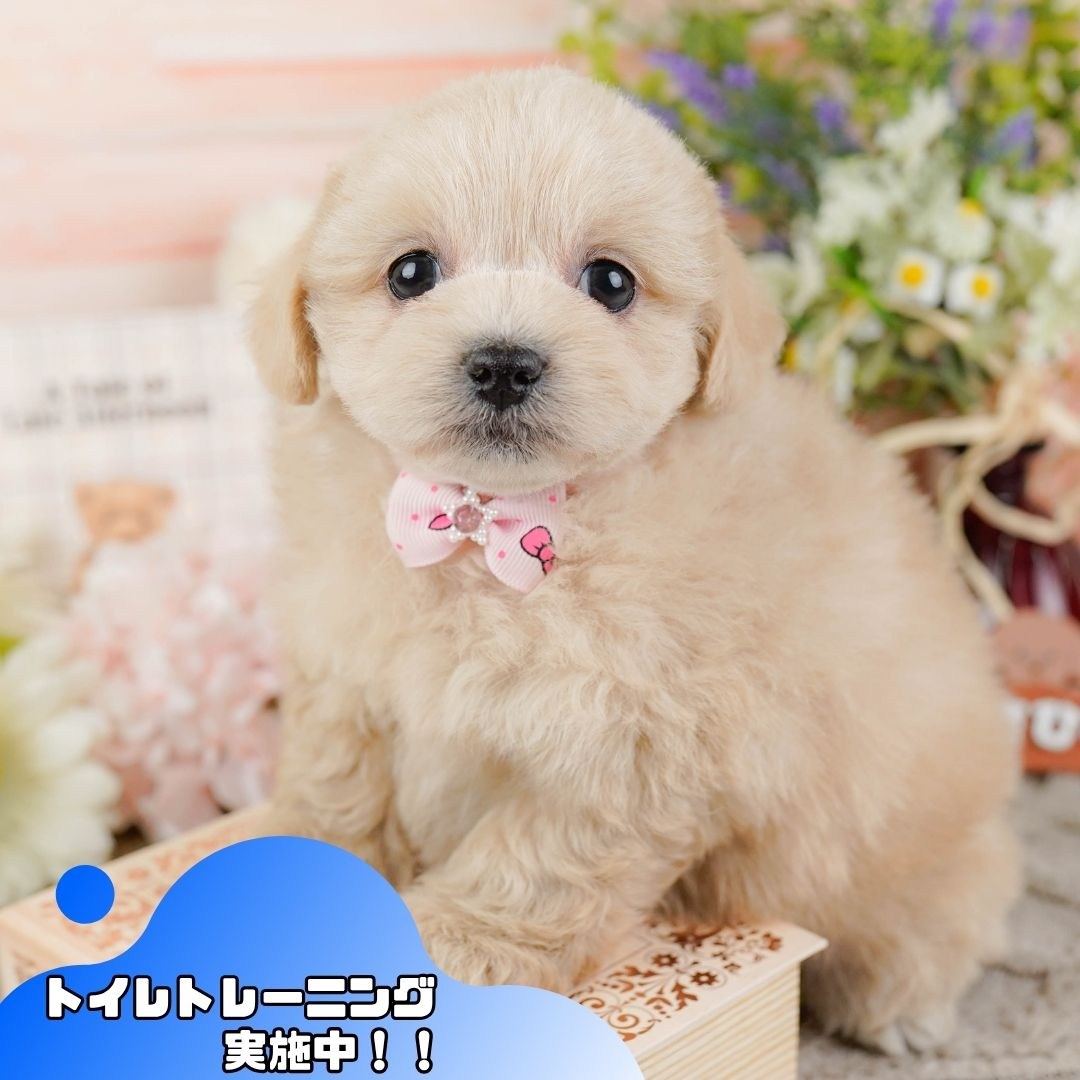 ペキプー | 女の子 | クリーム | 2025年12月21日