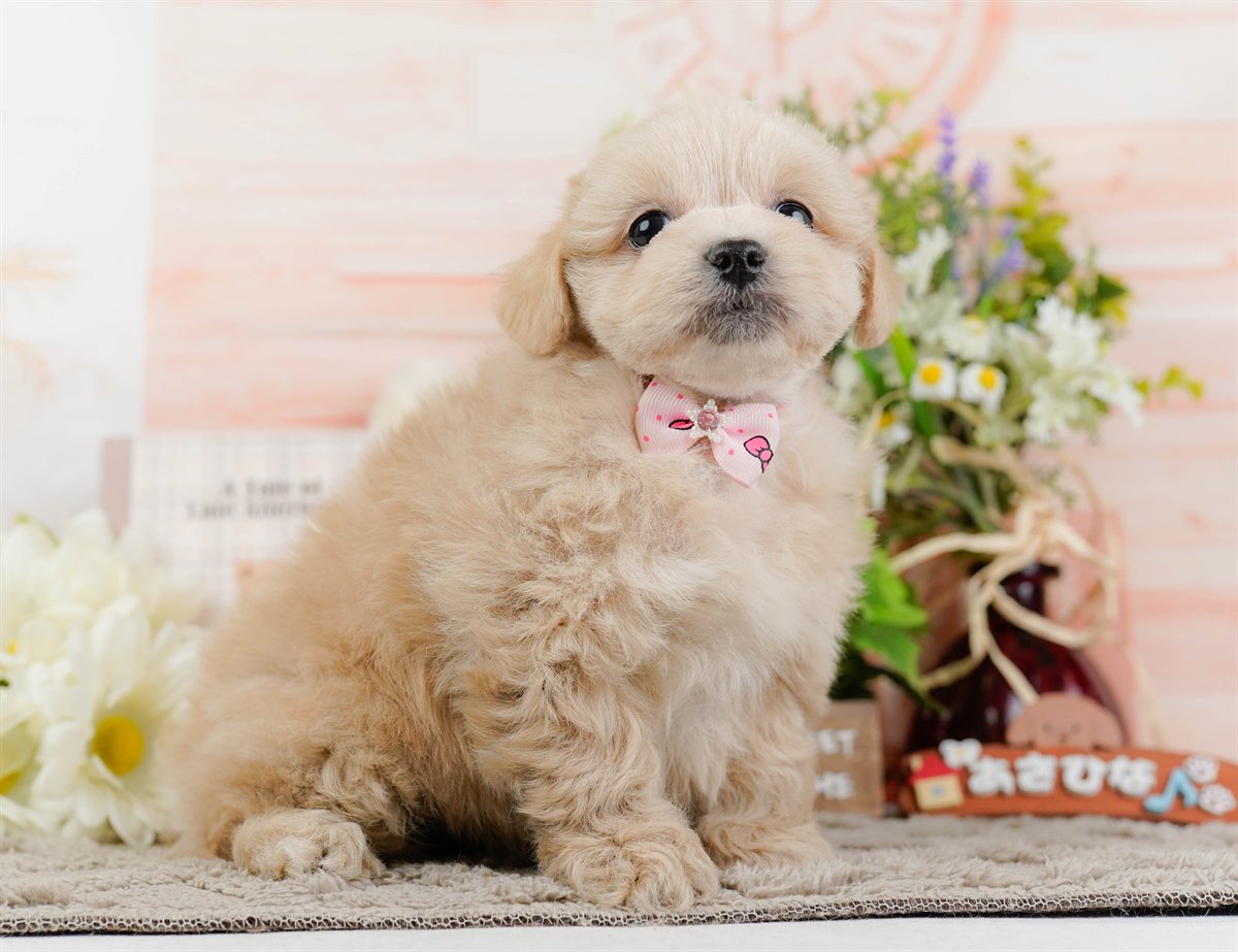 ペキプー | 女の子 | クリーム | 2025年12月21日（ID:dog-200014777）