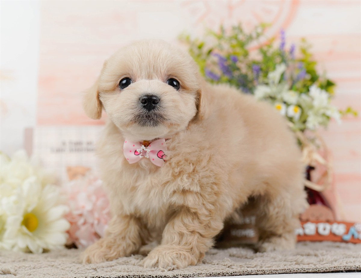 ペキプー | 女の子 | クリーム | 2025年12月21日（ID:dog-200014777）