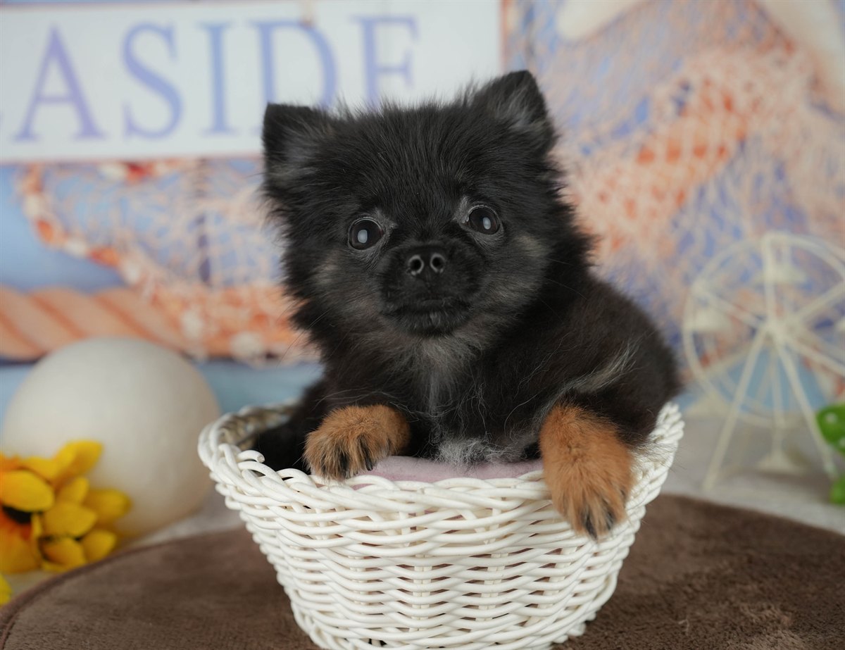 チワポメ | 女の子 | ブラック | 2025年12月22日（ID:dog-200014796）