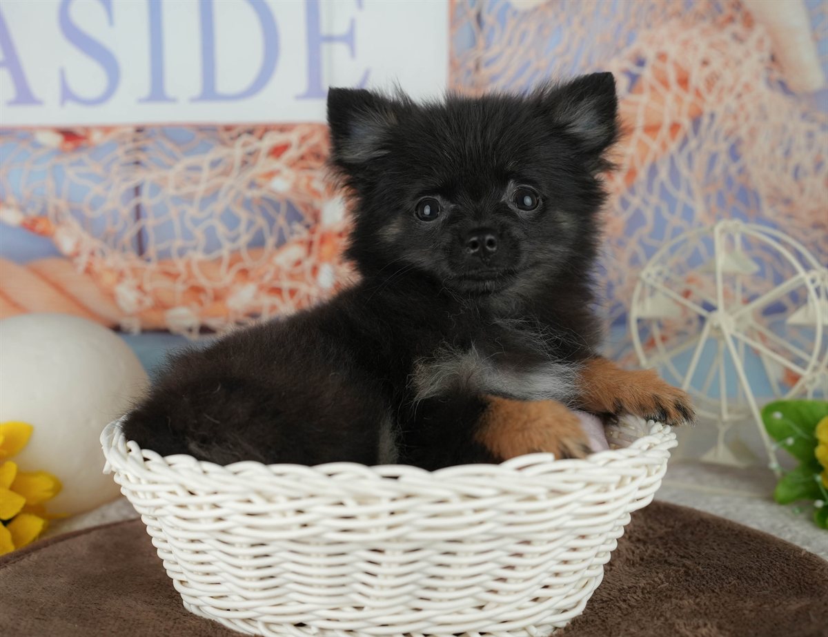 チワポメ | 女の子 | ブラック | 2025年12月22日（ID:dog-200014796）