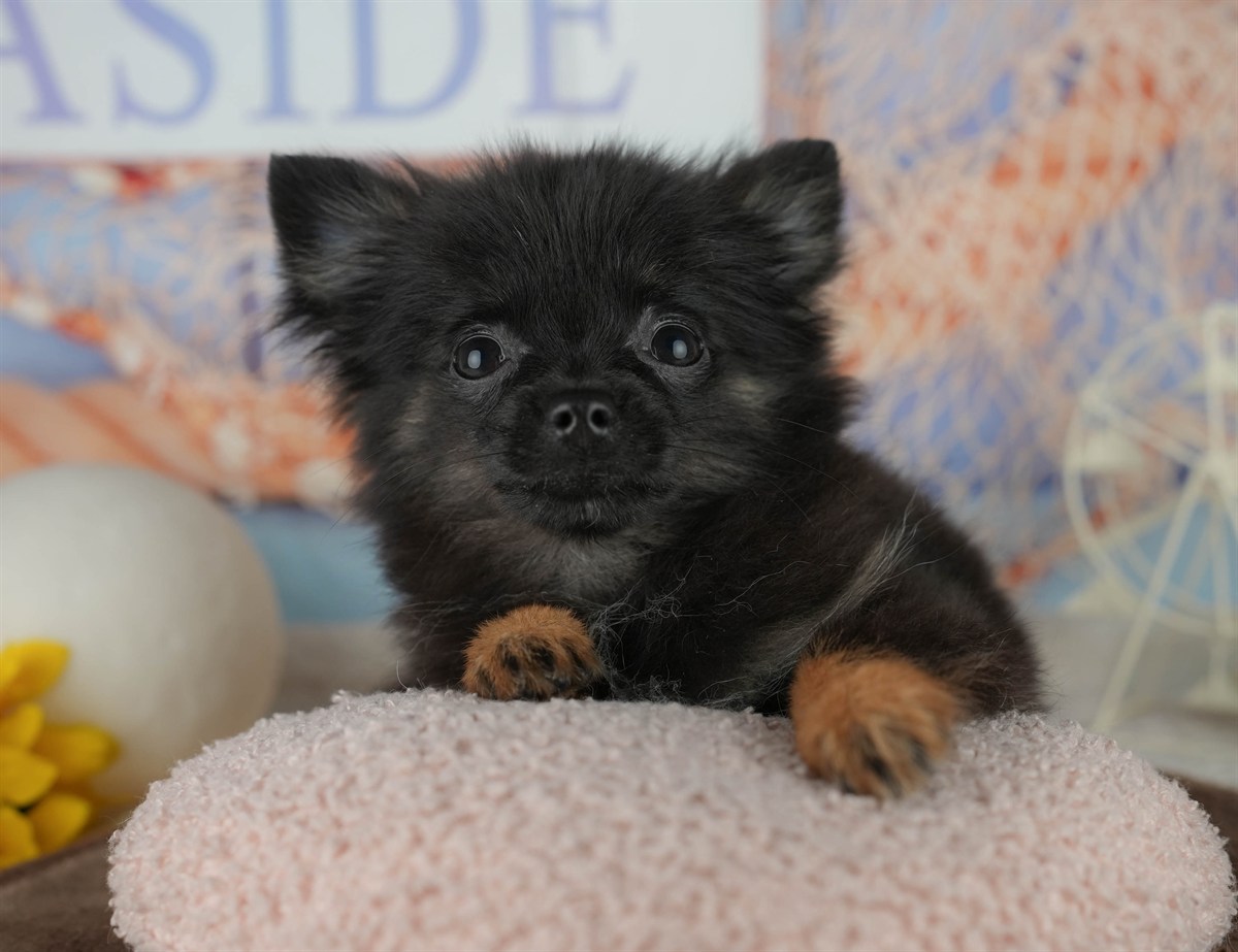 チワポメ | 女の子 | ブラック | 2025年12月22日（ID:dog-200014796）