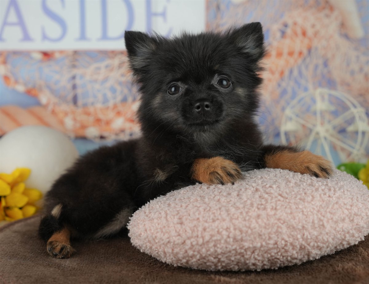 チワポメ | 女の子 | ブラック | 2025年12月22日（ID:dog-200014796）