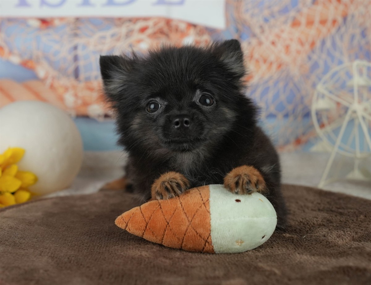 チワポメ | 女の子 | ブラック | 2025年12月22日（ID:dog-200014796）