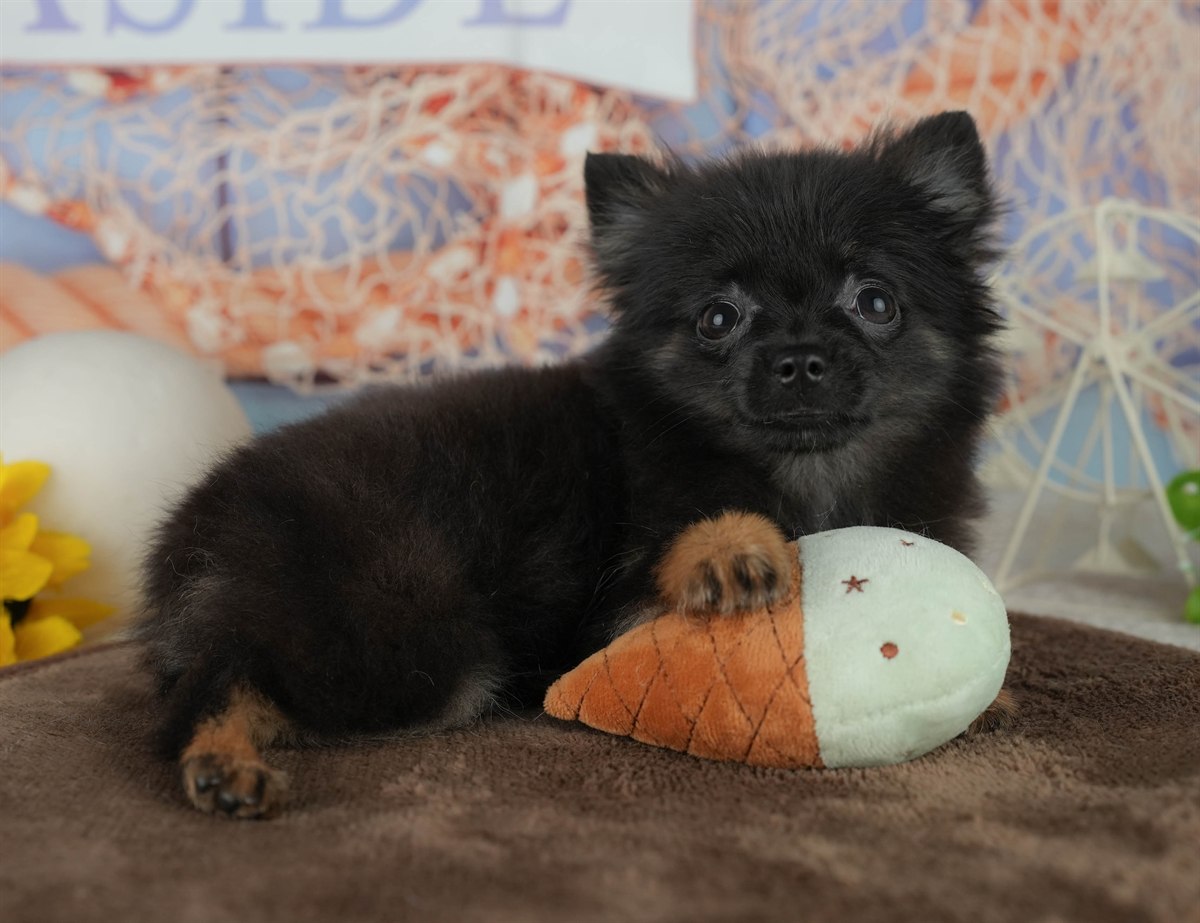 チワポメ | 女の子 | ブラック | 2025年12月22日（ID:dog-200014796）