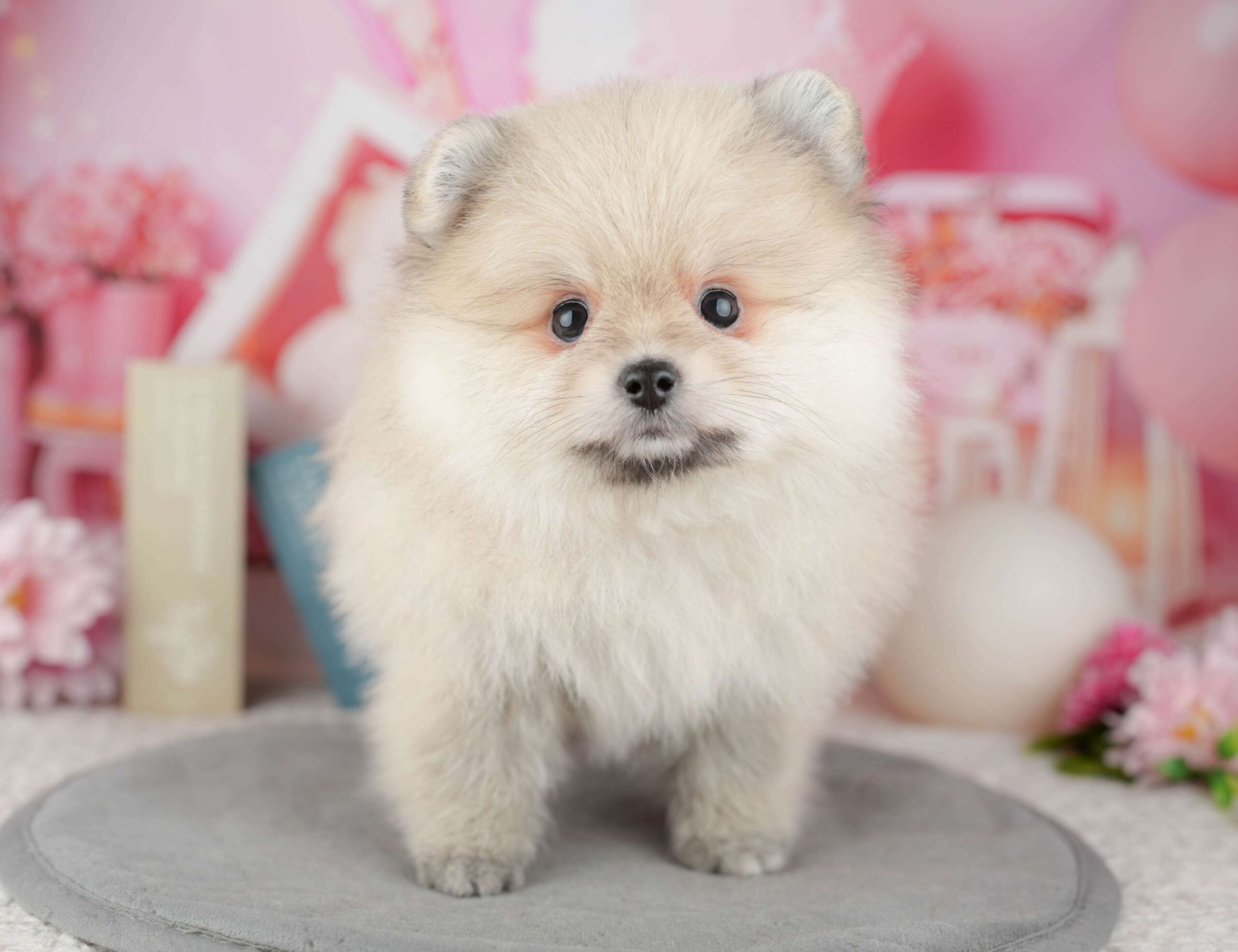 ポメラニアン | 女の子 | クリーム | 2025年12月26日