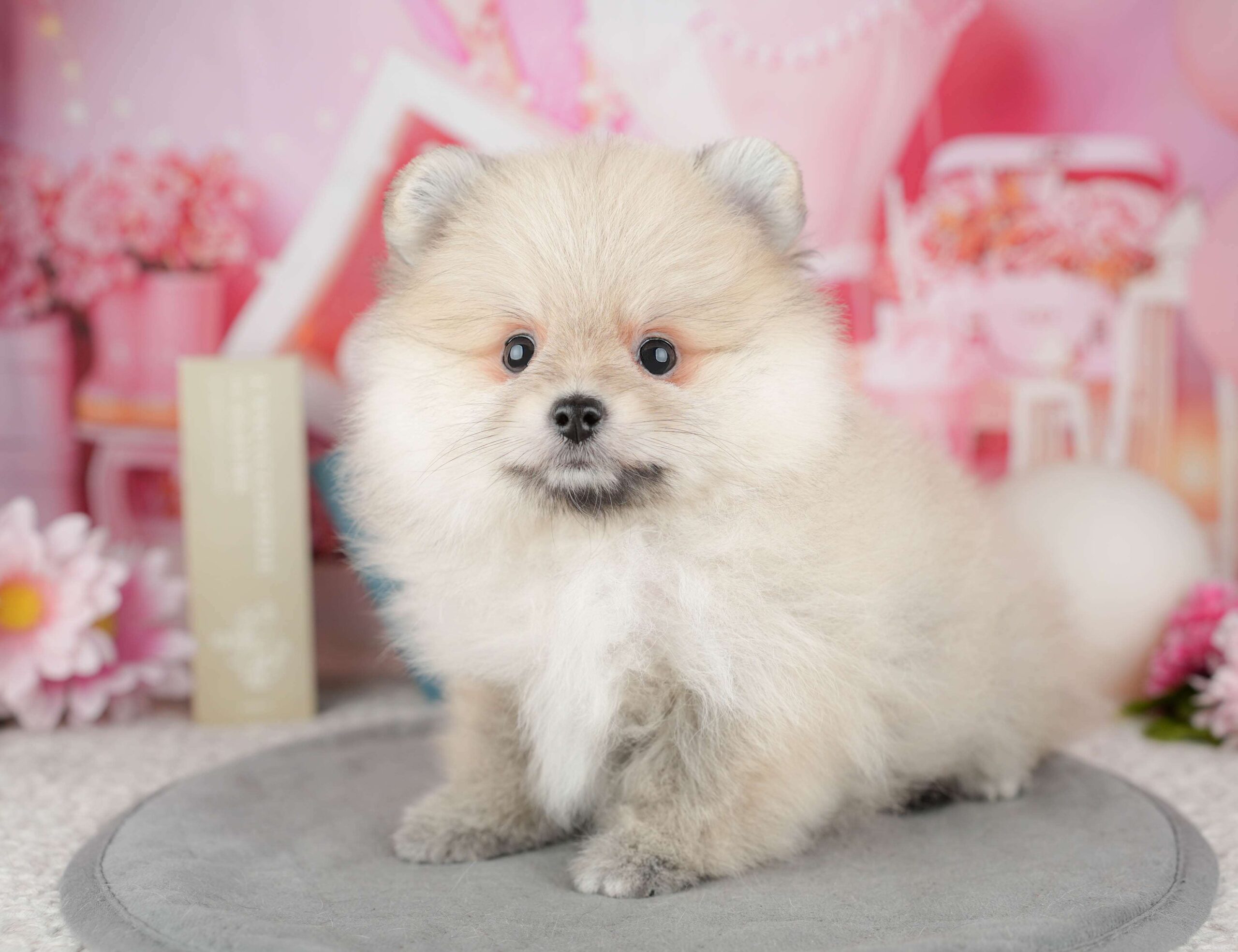 ポメラニアン | 女の子 | クリーム | 2025年12月26日（ID:dog-200014849）