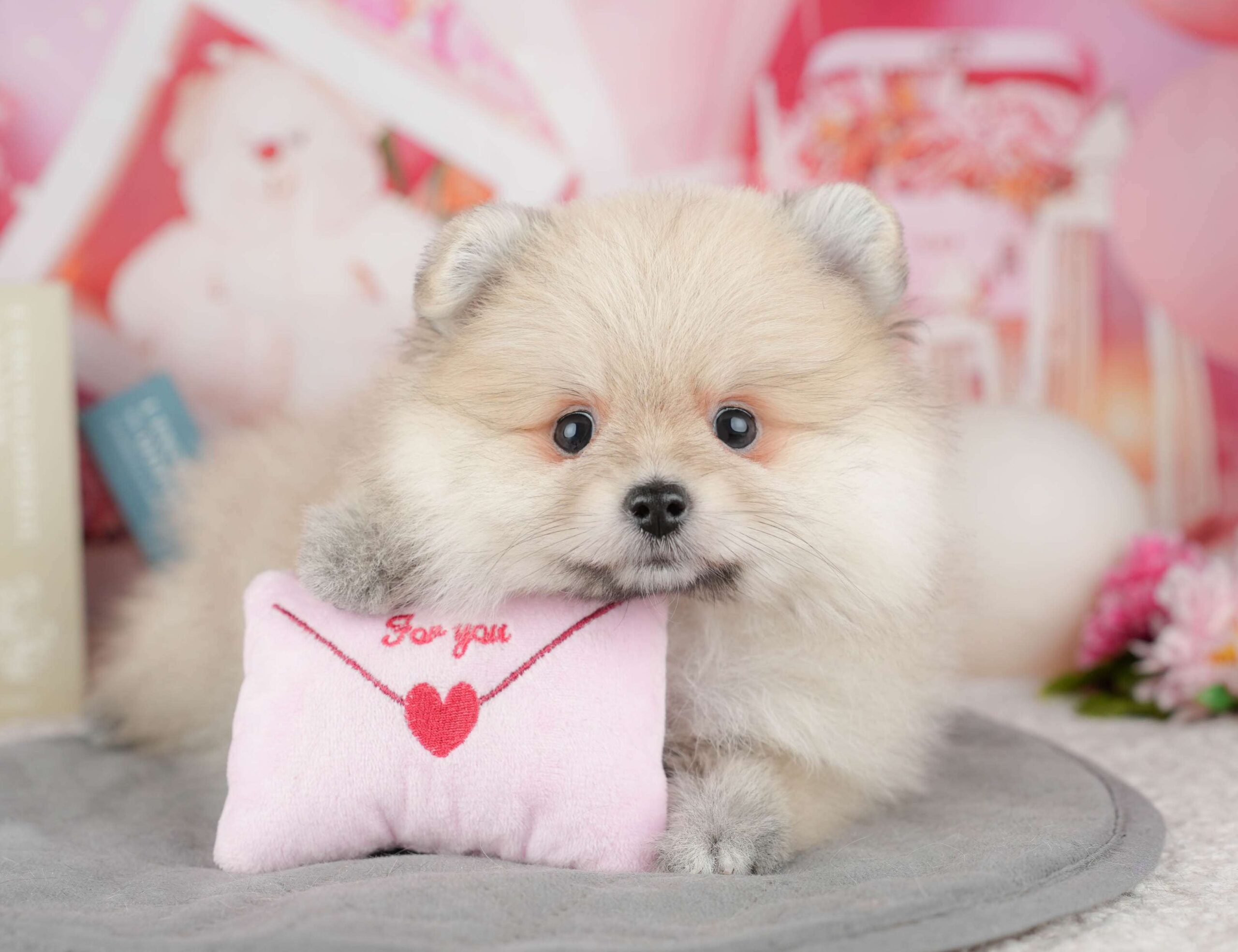 ポメラニアン | 女の子 | クリーム | 2025年12月26日（ID:dog-200014849）