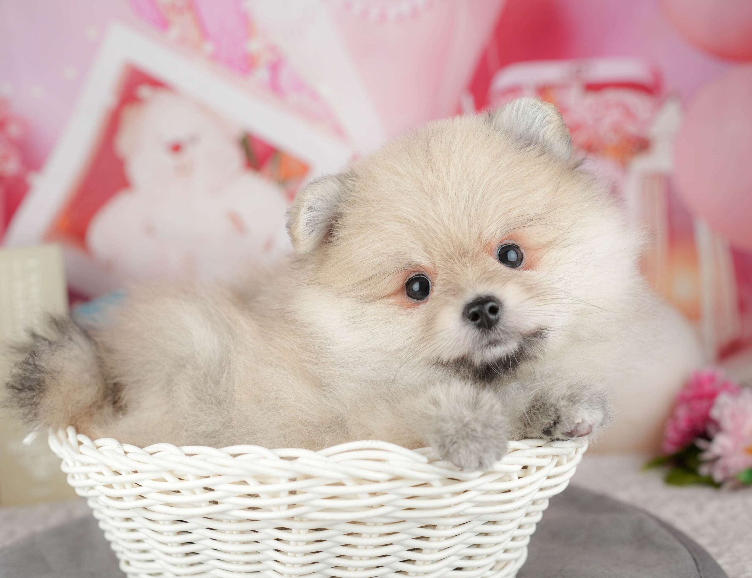 ポメラニアン | 女の子 | クリーム | 2025年12月26日（ID:dog-200014849）