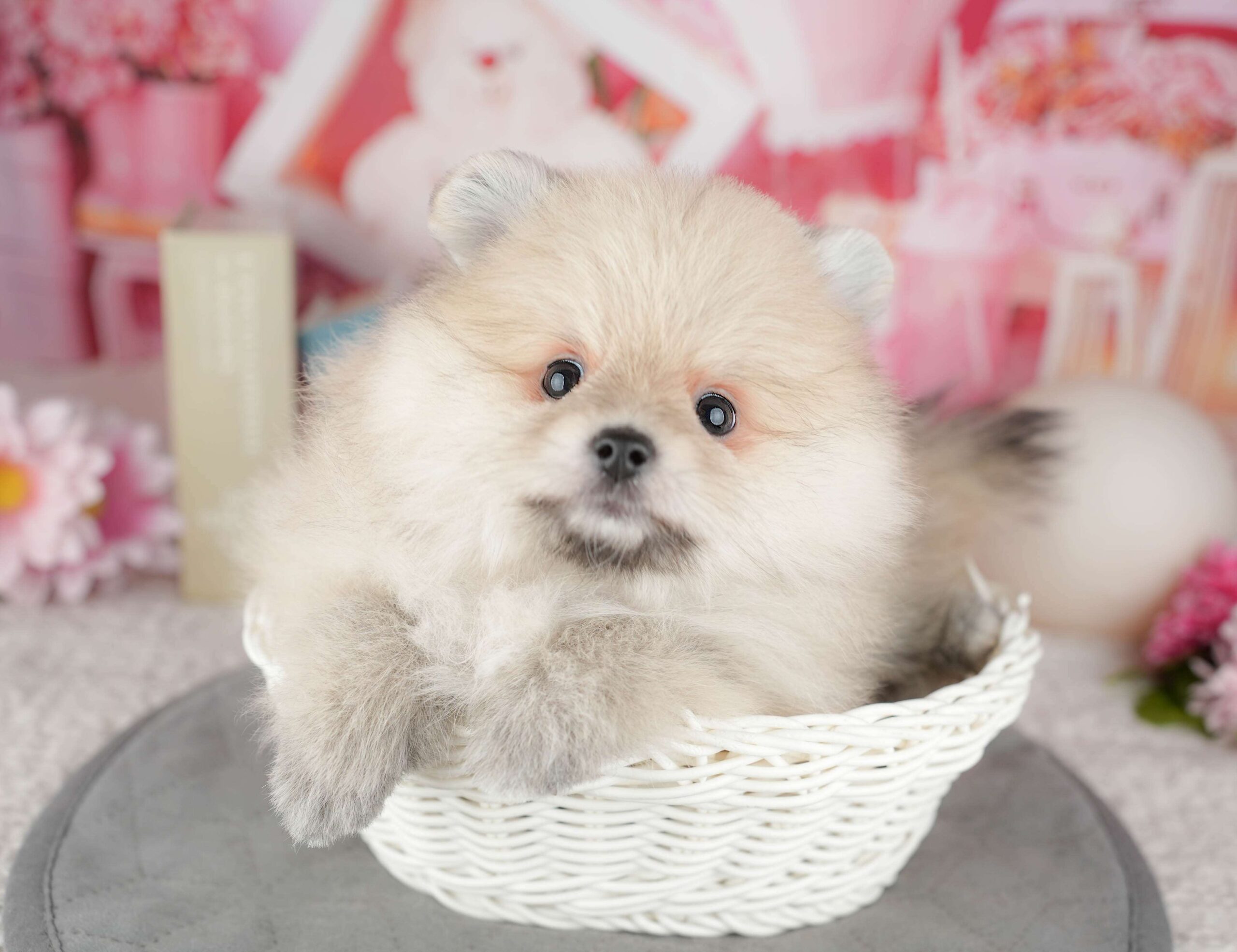 ポメラニアン | 女の子 | クリーム | 2025年12月26日（ID:dog-200014849）