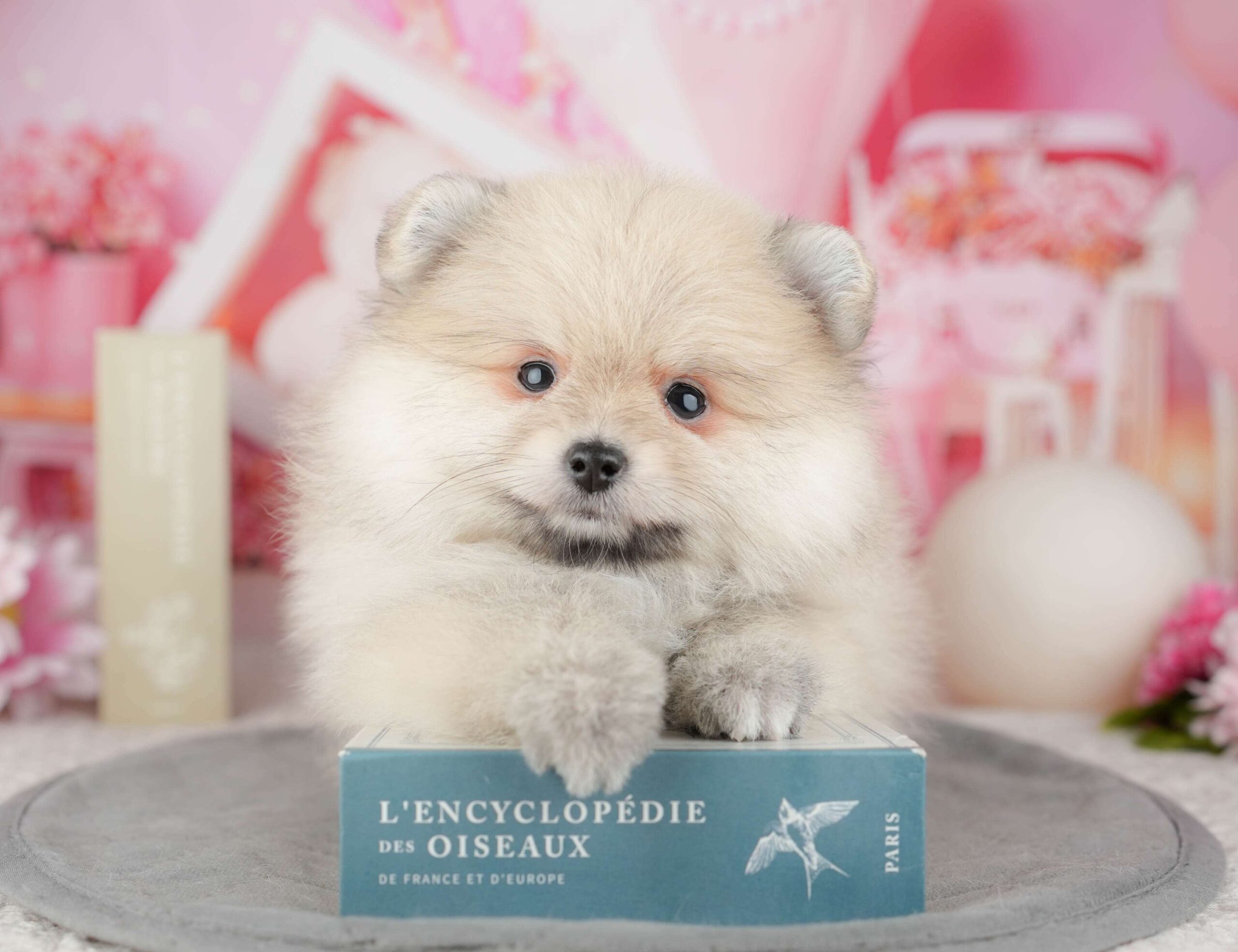 ポメラニアン | 女の子 | クリーム | 2025年12月26日（ID:dog-200014849）