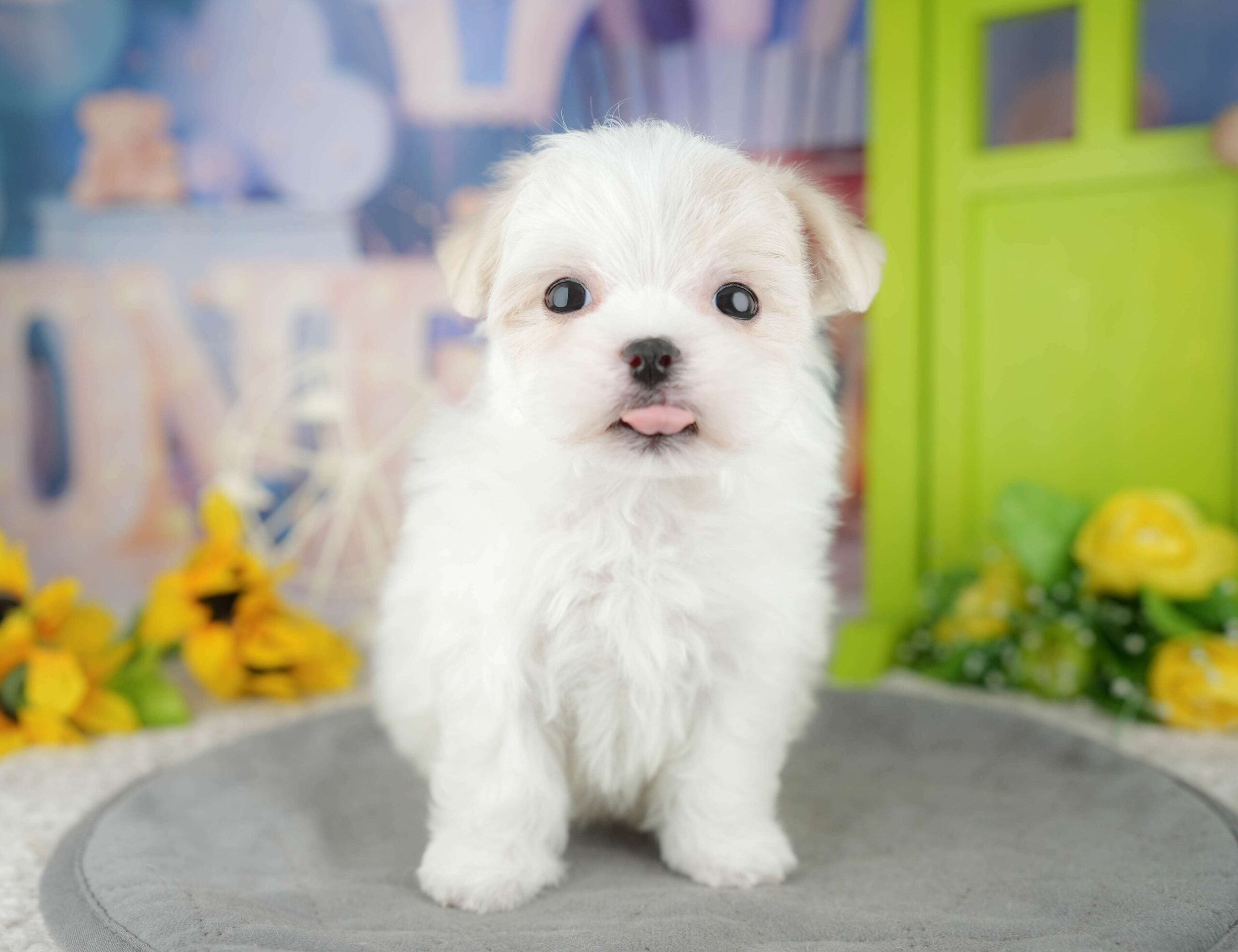 マルチーズ | 男の子 | ホワイト | 2025年12月27日