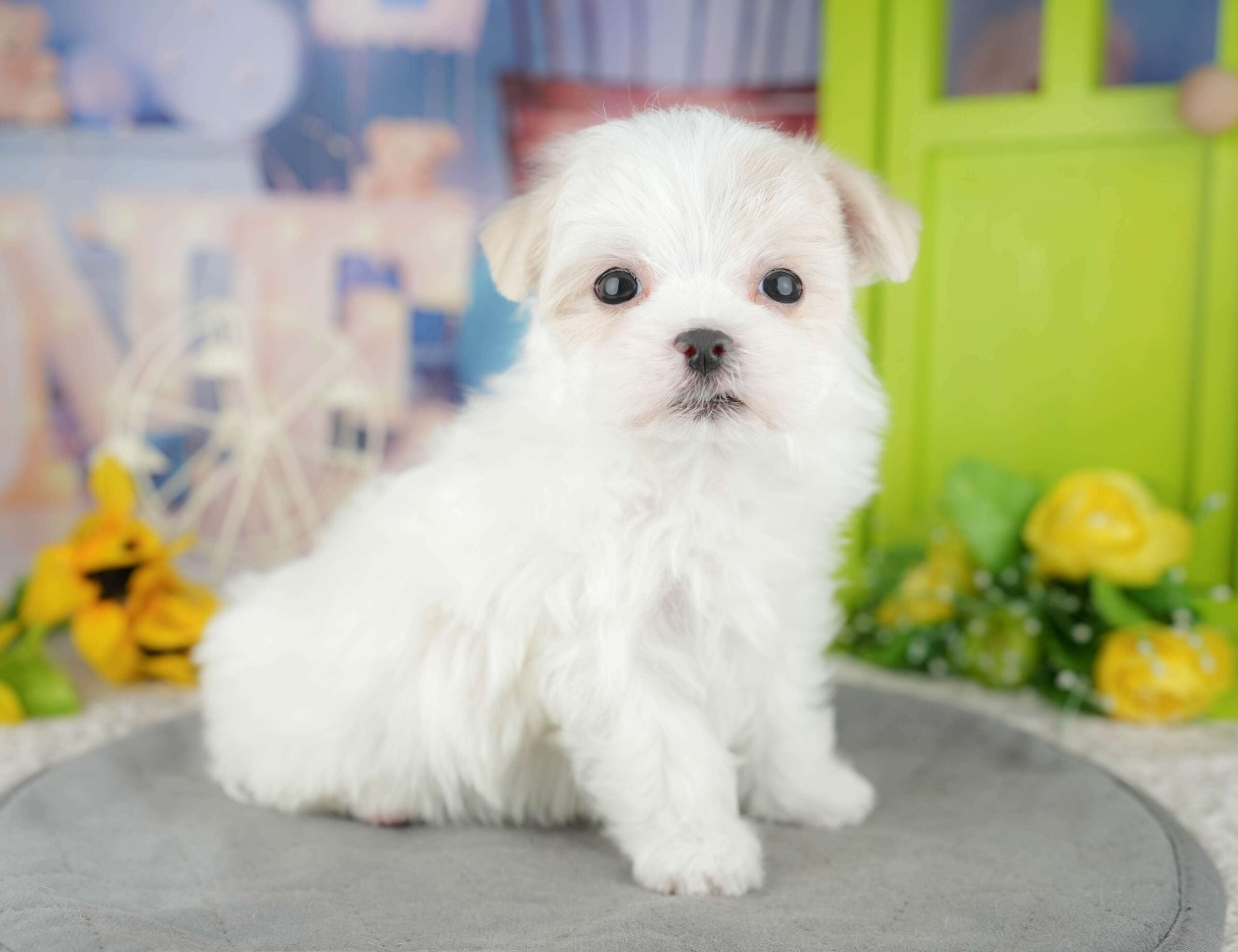 マルチーズ | 男の子 | ホワイト | 2025年12月27日（ID:dog-200014851）