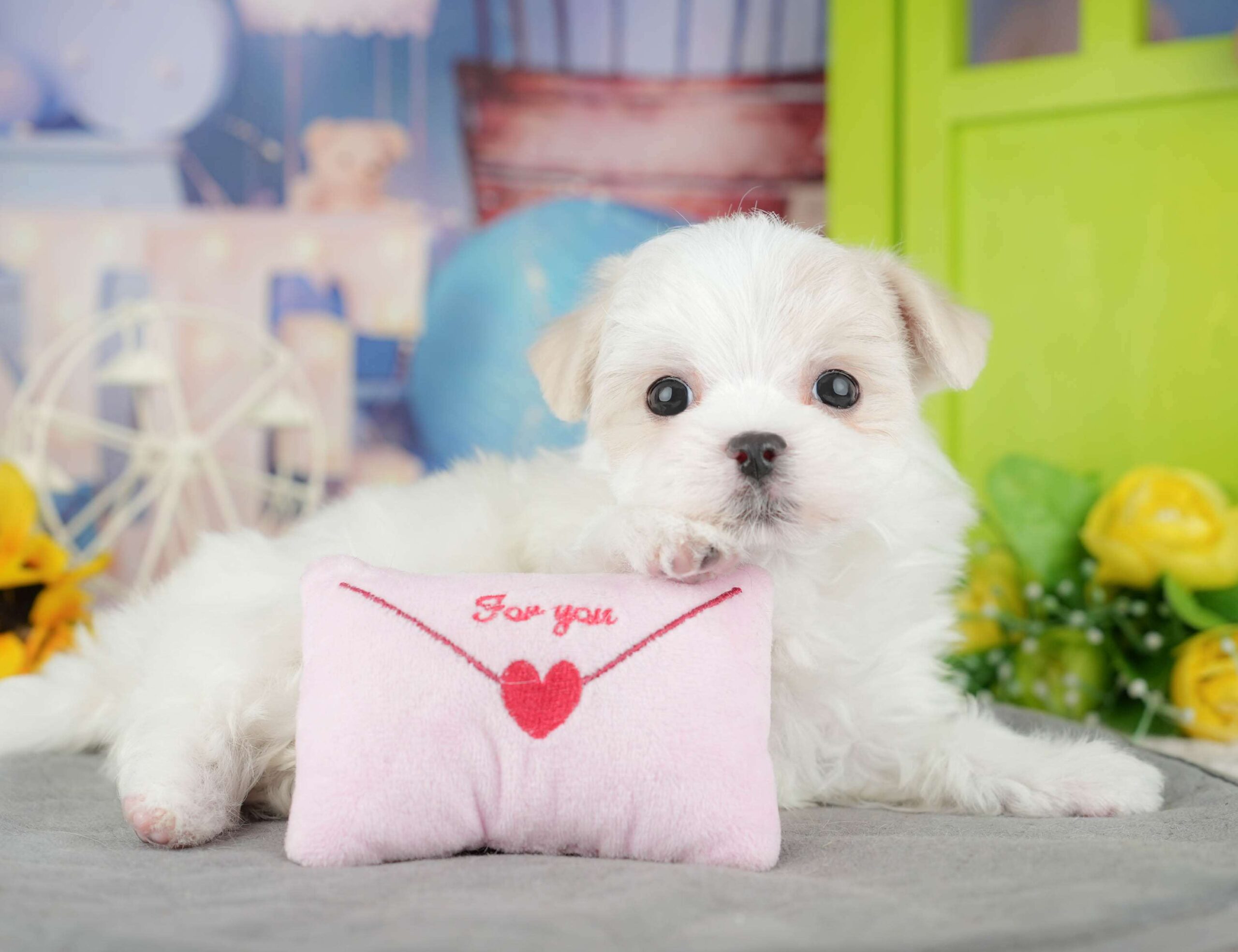 マルチーズ | 男の子 | ホワイト | 2025年12月27日（ID:dog-200014851）