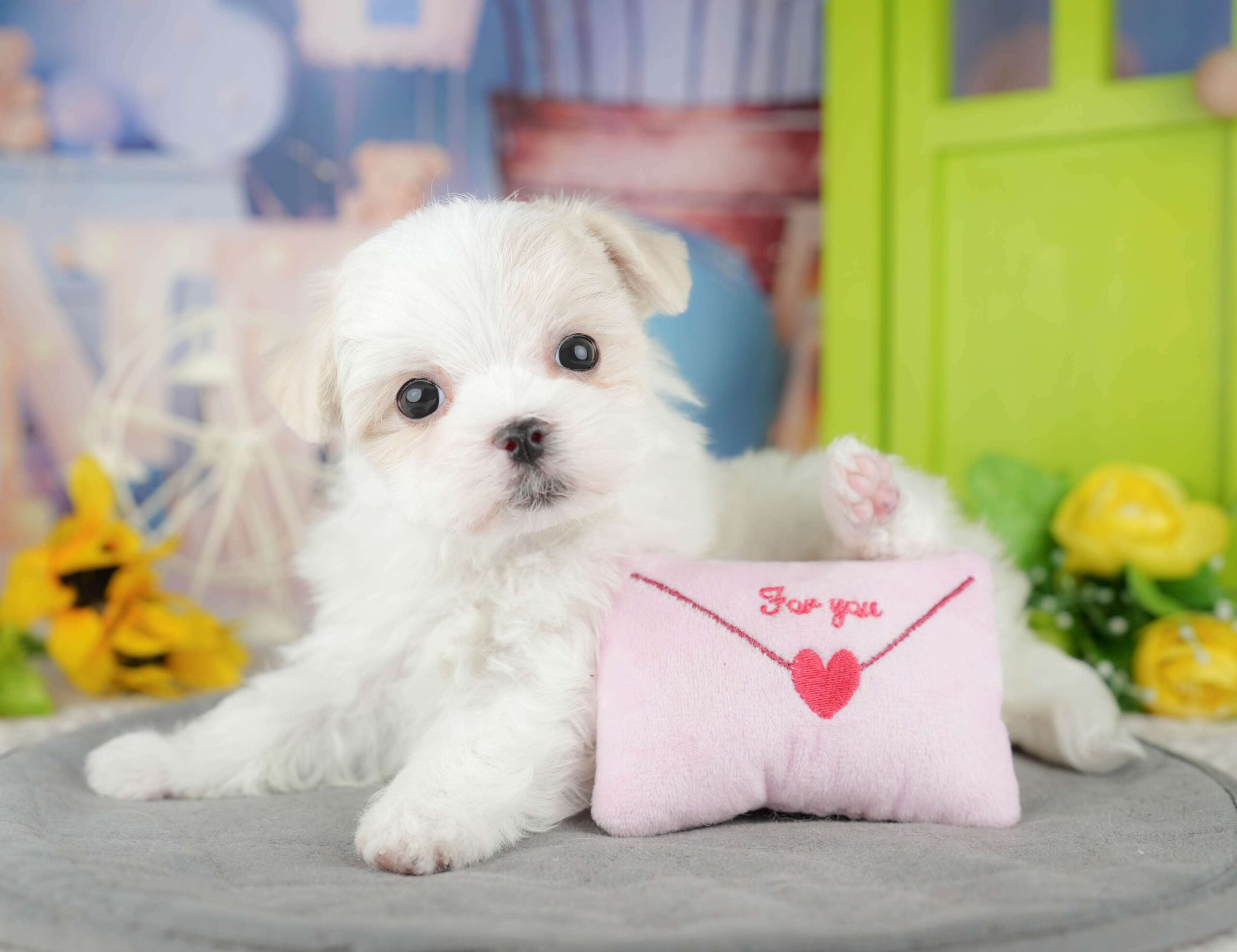 マルチーズ | 男の子 | ホワイト | 2025年12月27日（ID:dog-200014851）