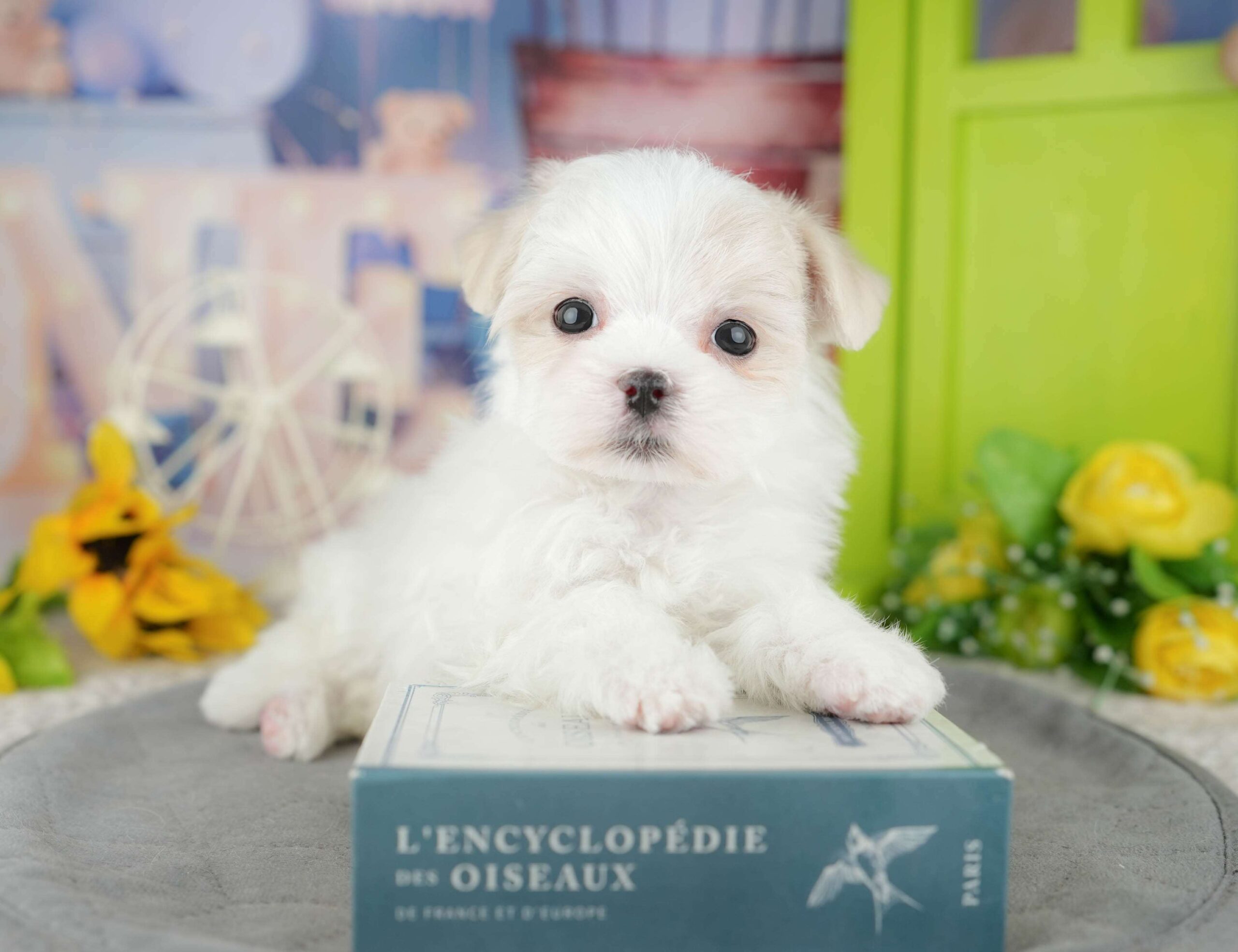 マルチーズ | 男の子 | ホワイト | 2025年12月27日（ID:dog-200014851）