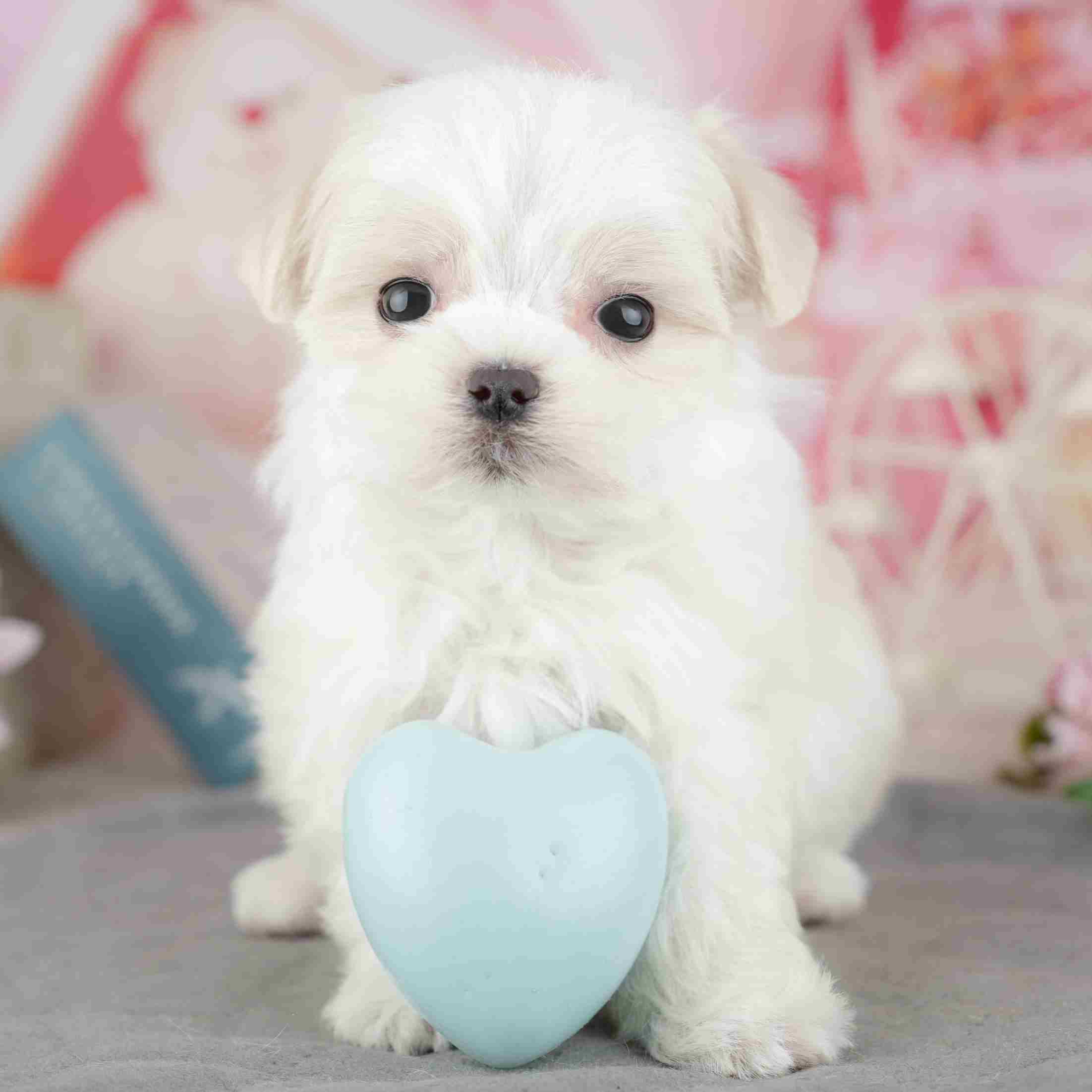 マルチーズ | 男の子 | ホワイト | 2025年12月27日