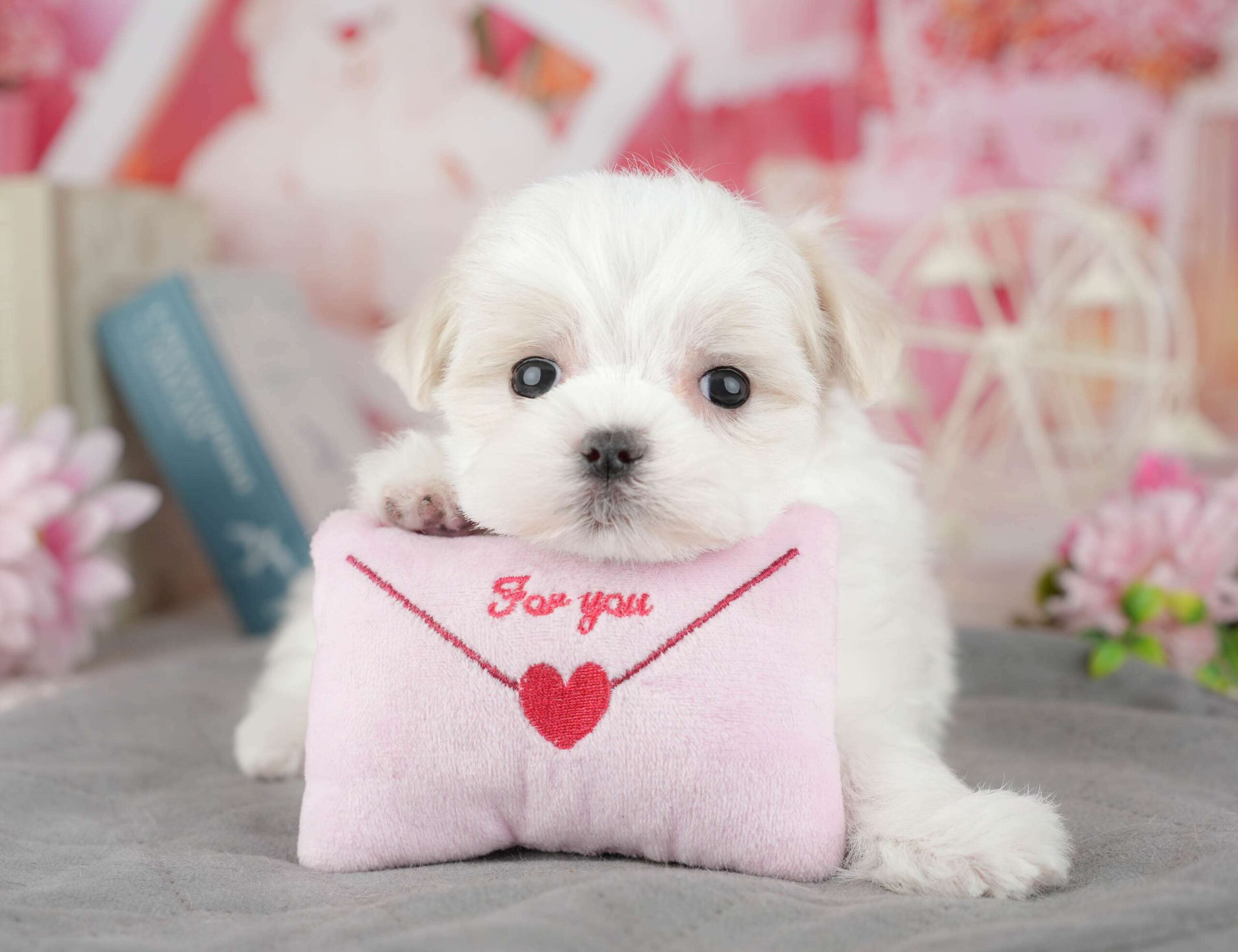 マルチーズ | 男の子 | ホワイト | 2025年12月27日