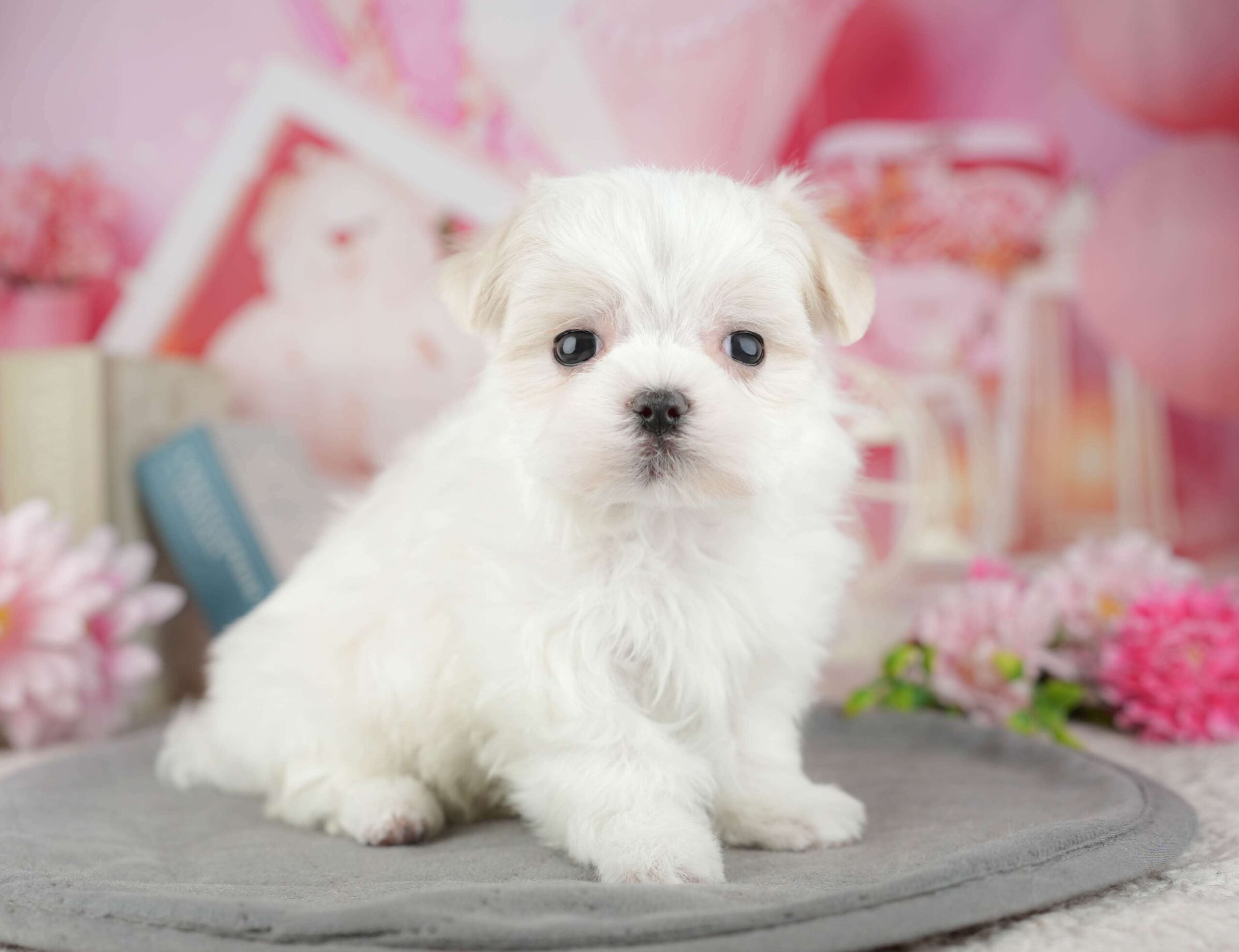 マルチーズ | 男の子 | ホワイト | 2025年12月27日