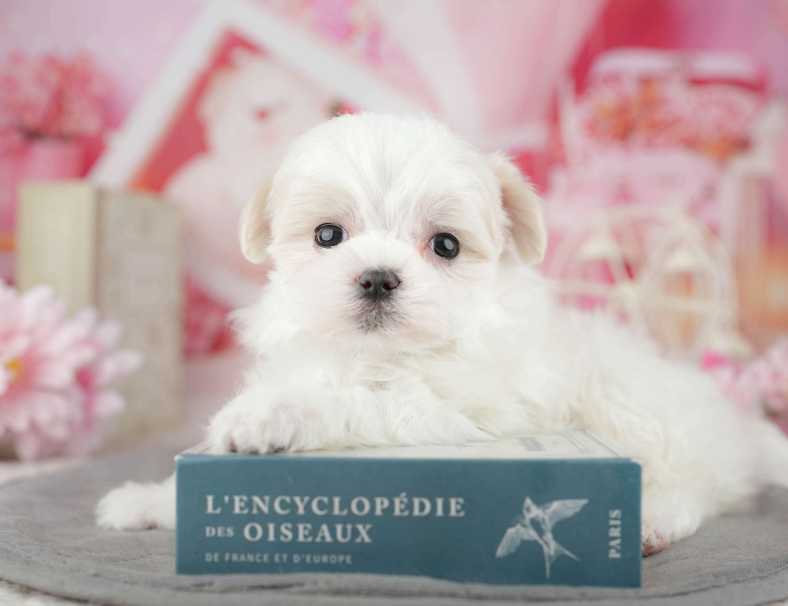 マルチーズ | 男の子 | ホワイト | 2025年12月27日