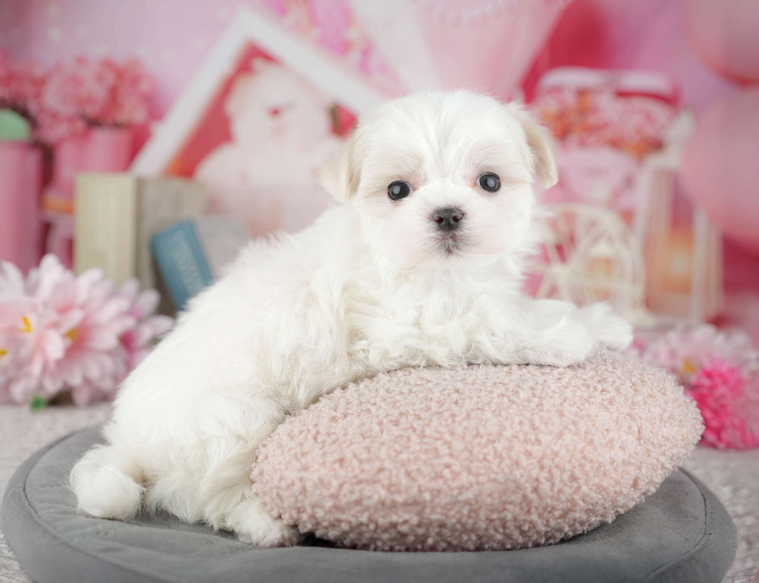 マルチーズ | 男の子 | ホワイト | 2025年12月27日