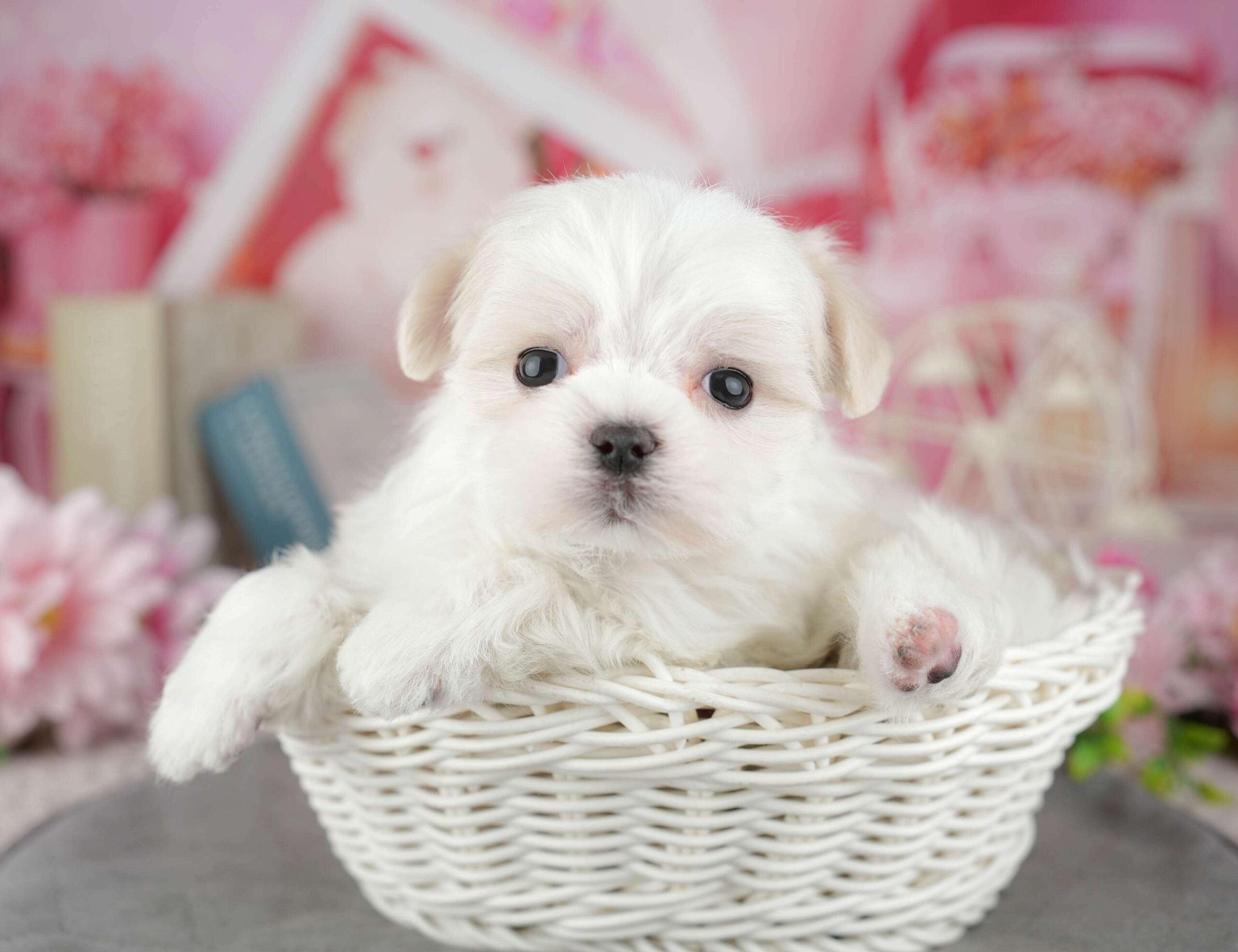 マルチーズ | 男の子 | ホワイト | 2025年12月27日