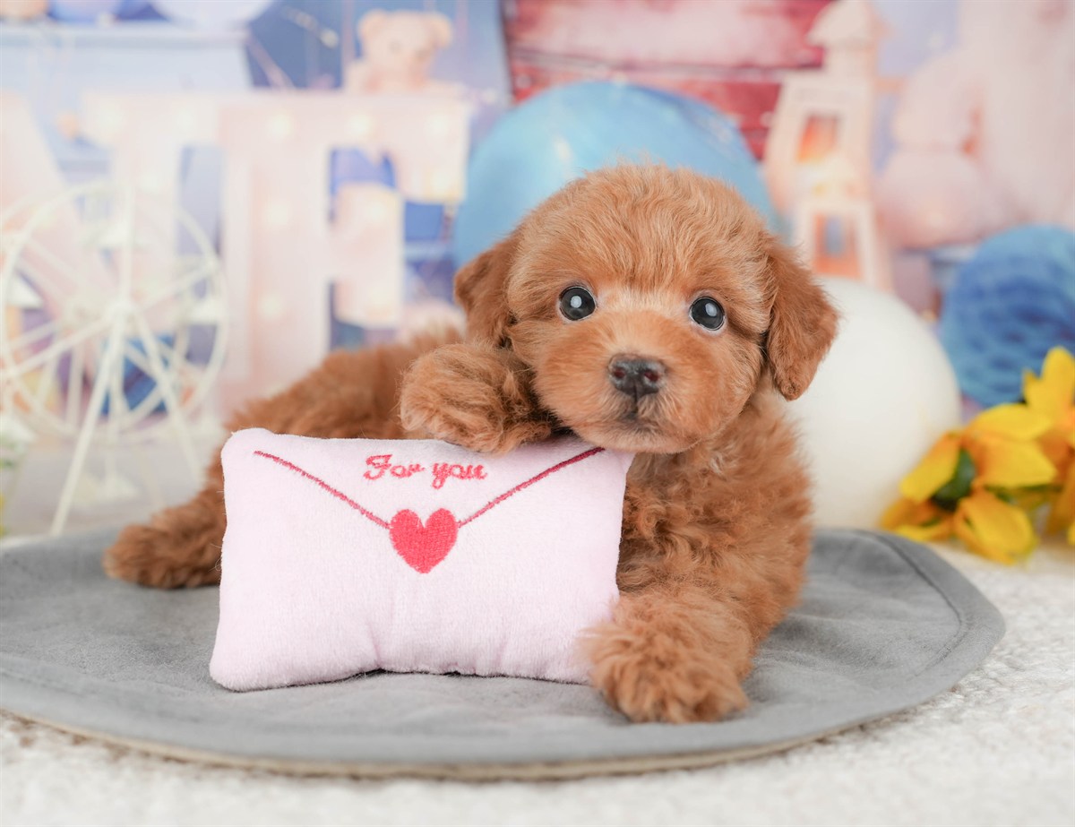 トイ・プードル | 男の子 | レッド | 2026年1月6日（ID:dog-200014956）