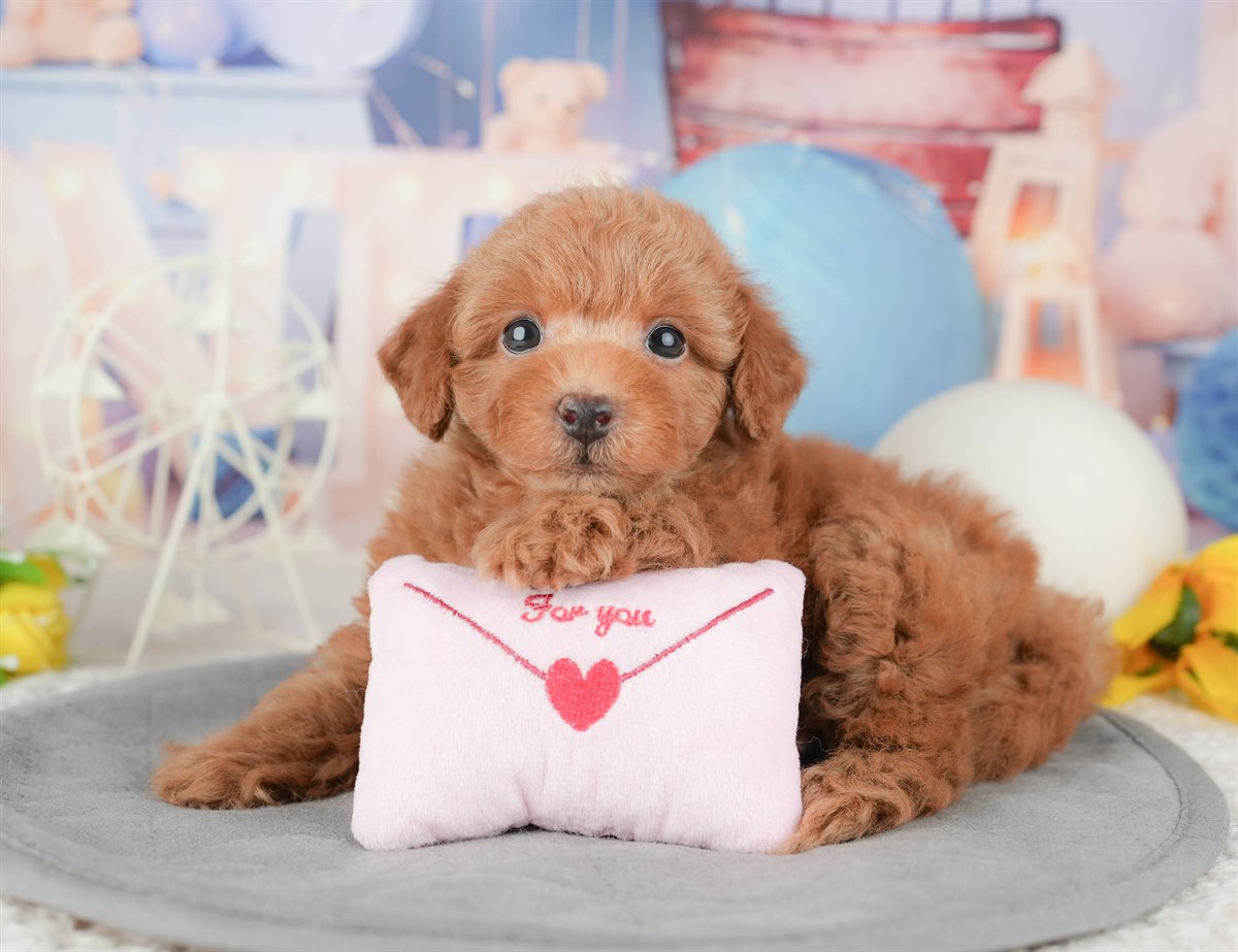 トイ・プードル | 男の子 | レッド | 2026年1月6日（ID:dog-200014956）